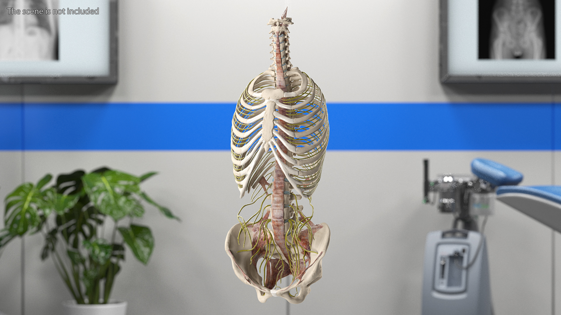 3D model Female Spine Anatomy