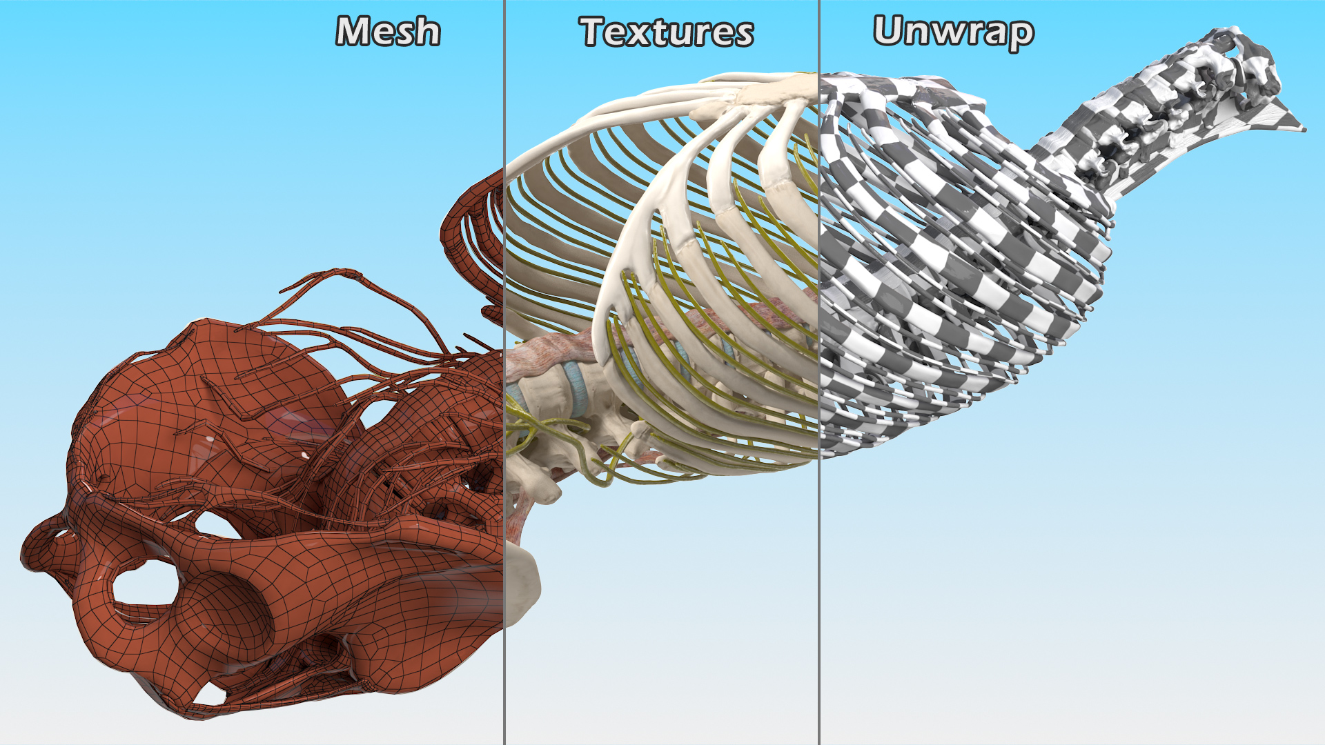 3D model Female Spine Anatomy