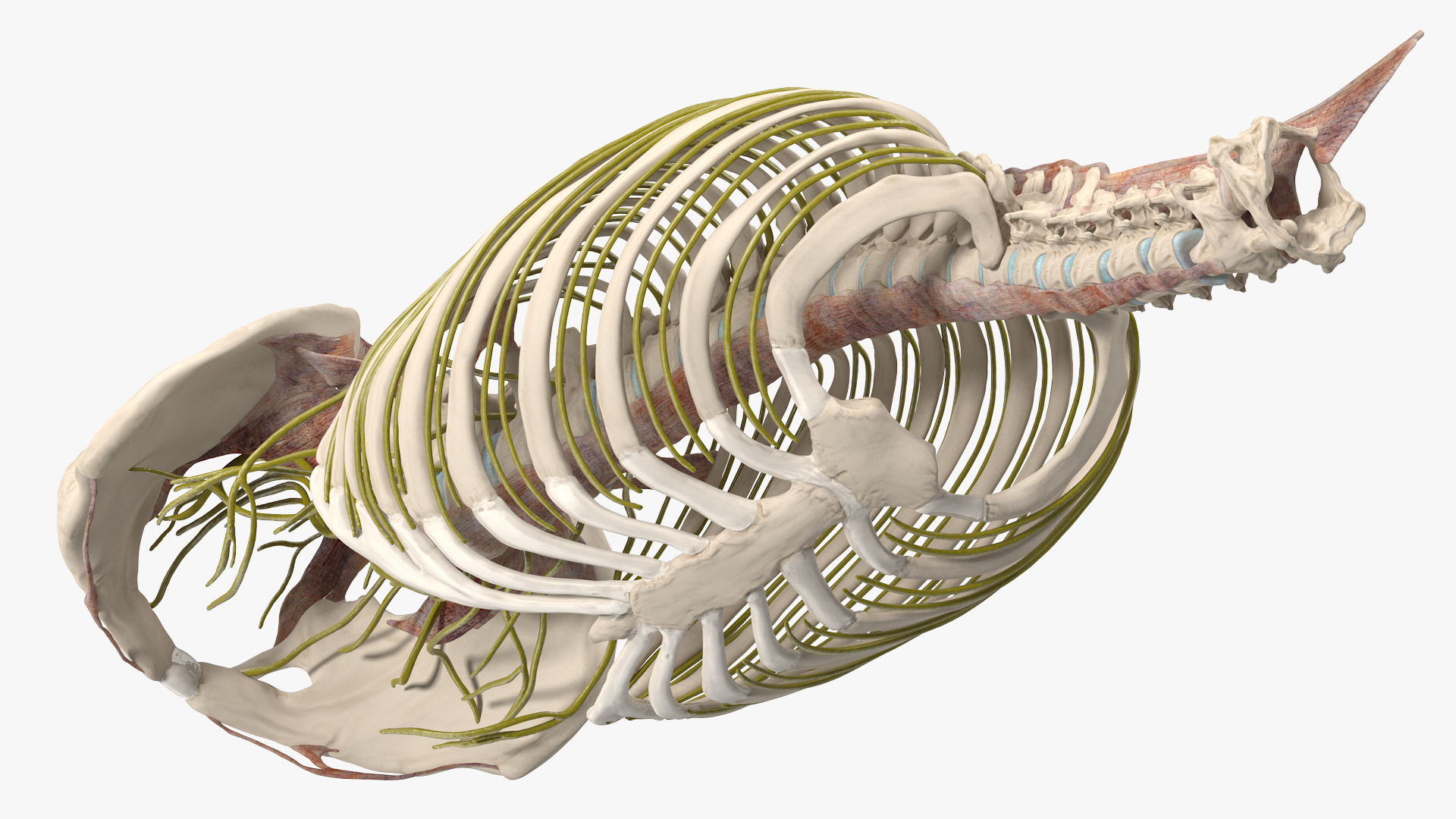 3D model Female Spine Anatomy