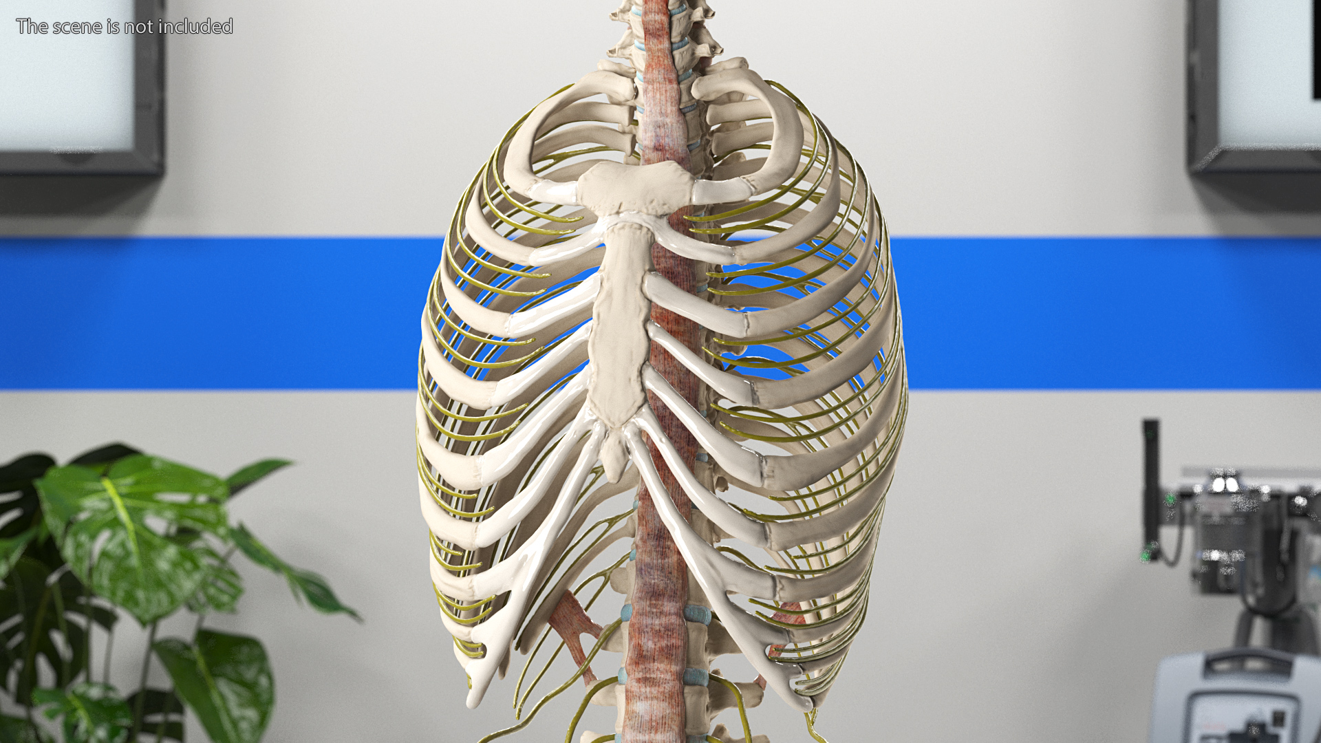 3D model Female Spine Anatomy