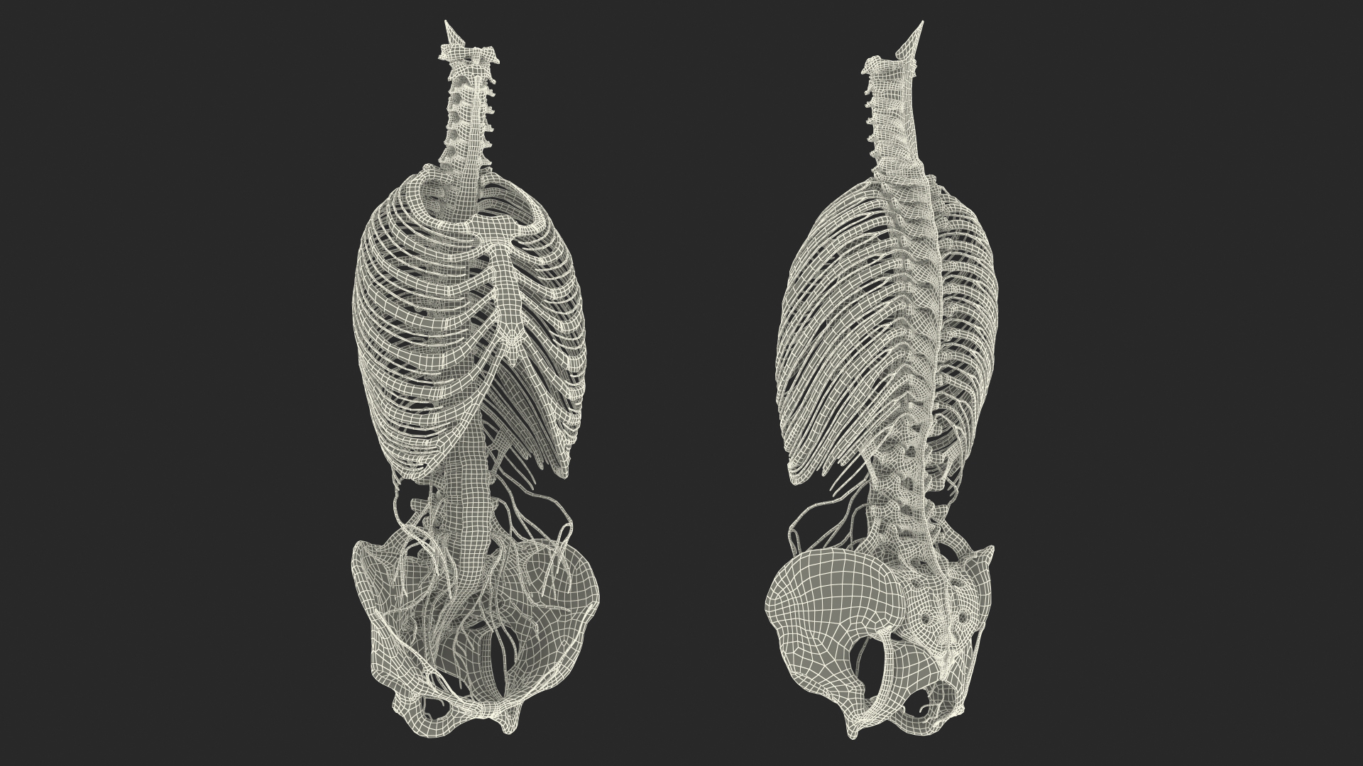 3D model Female Spine Anatomy