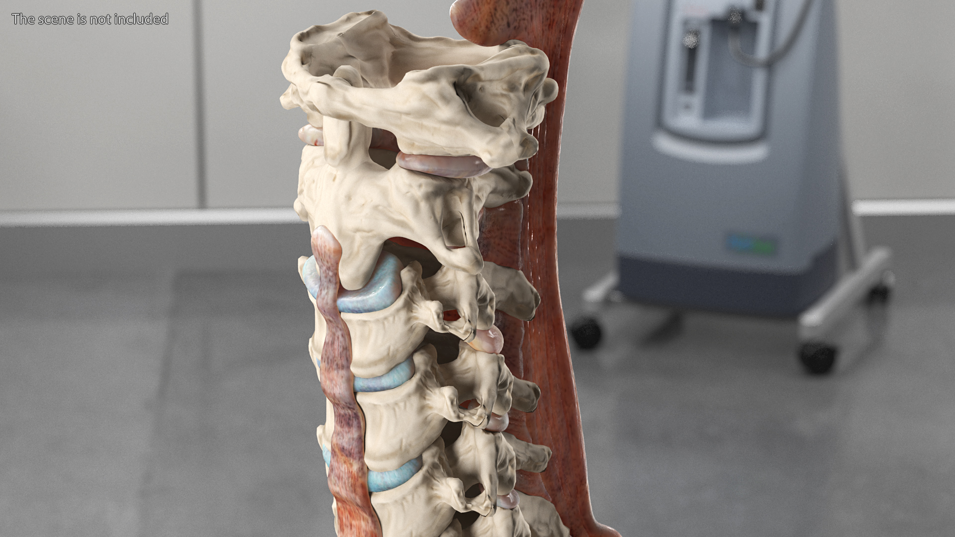 3D model Female Spine Anatomy
