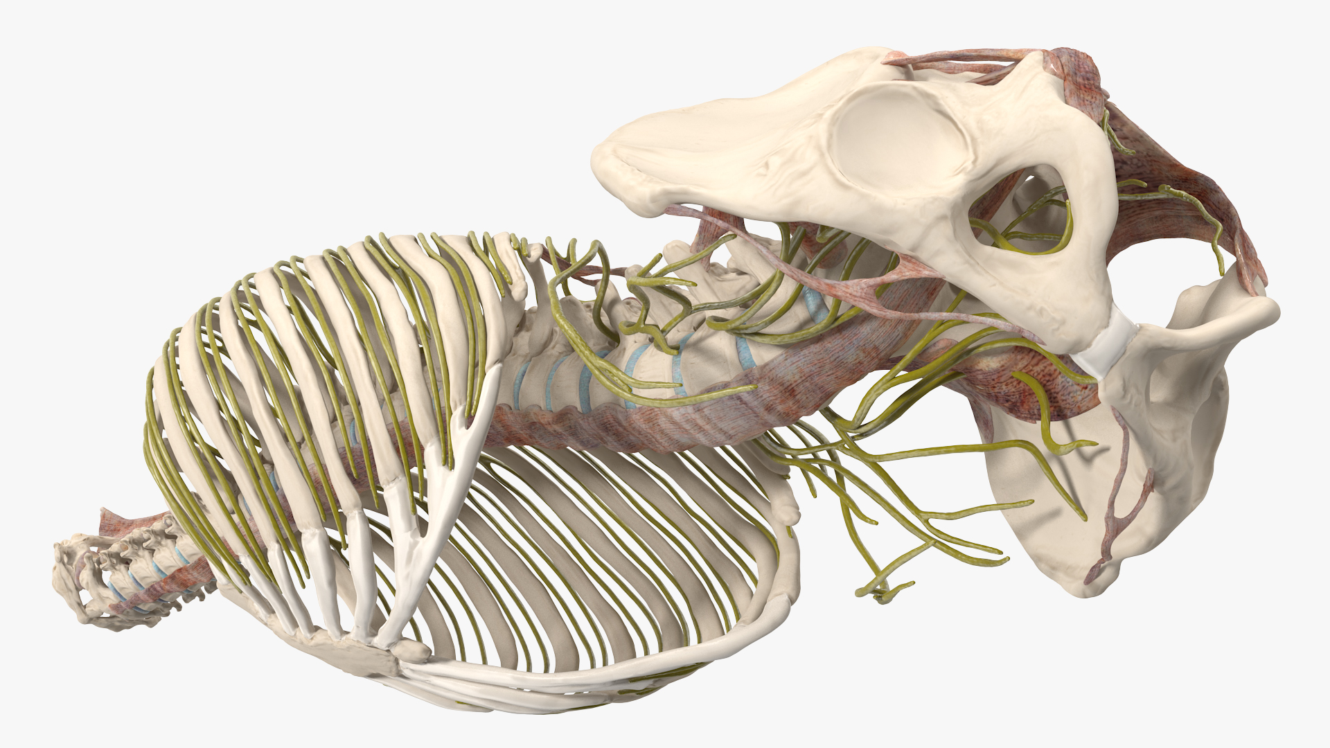 3D model Female Spine Anatomy