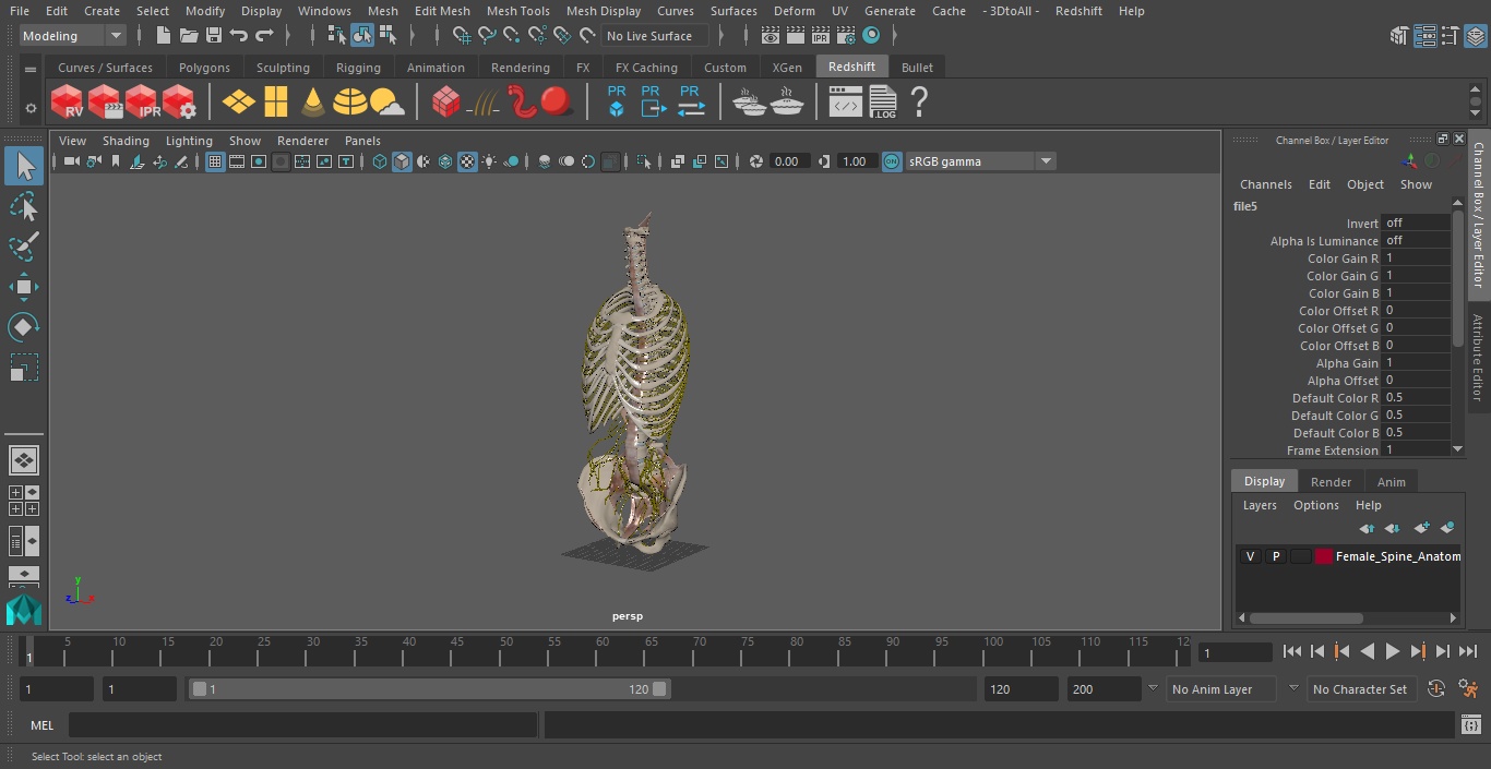 3D model Female Spine Anatomy