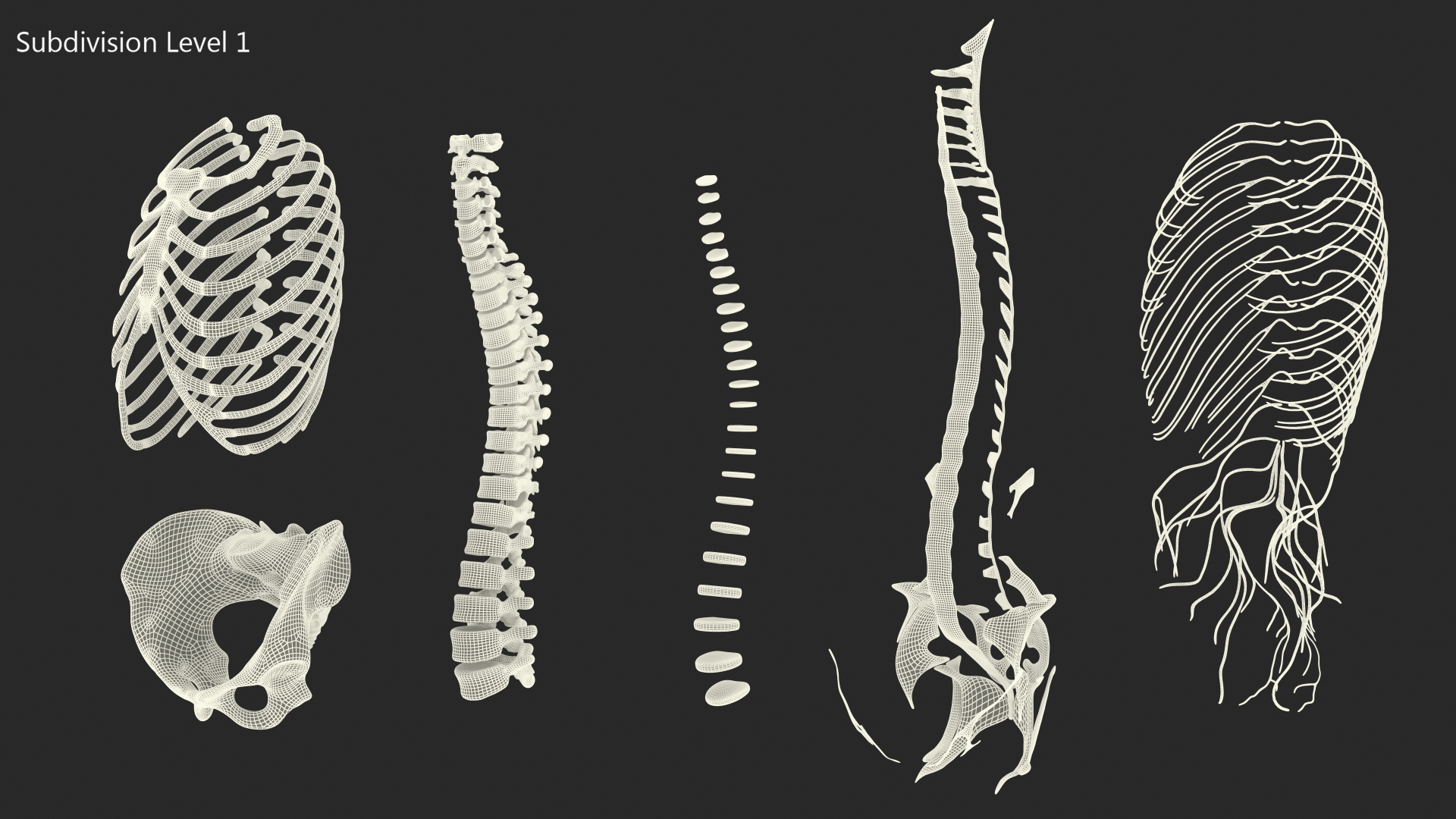 3D model Female Spine Anatomy