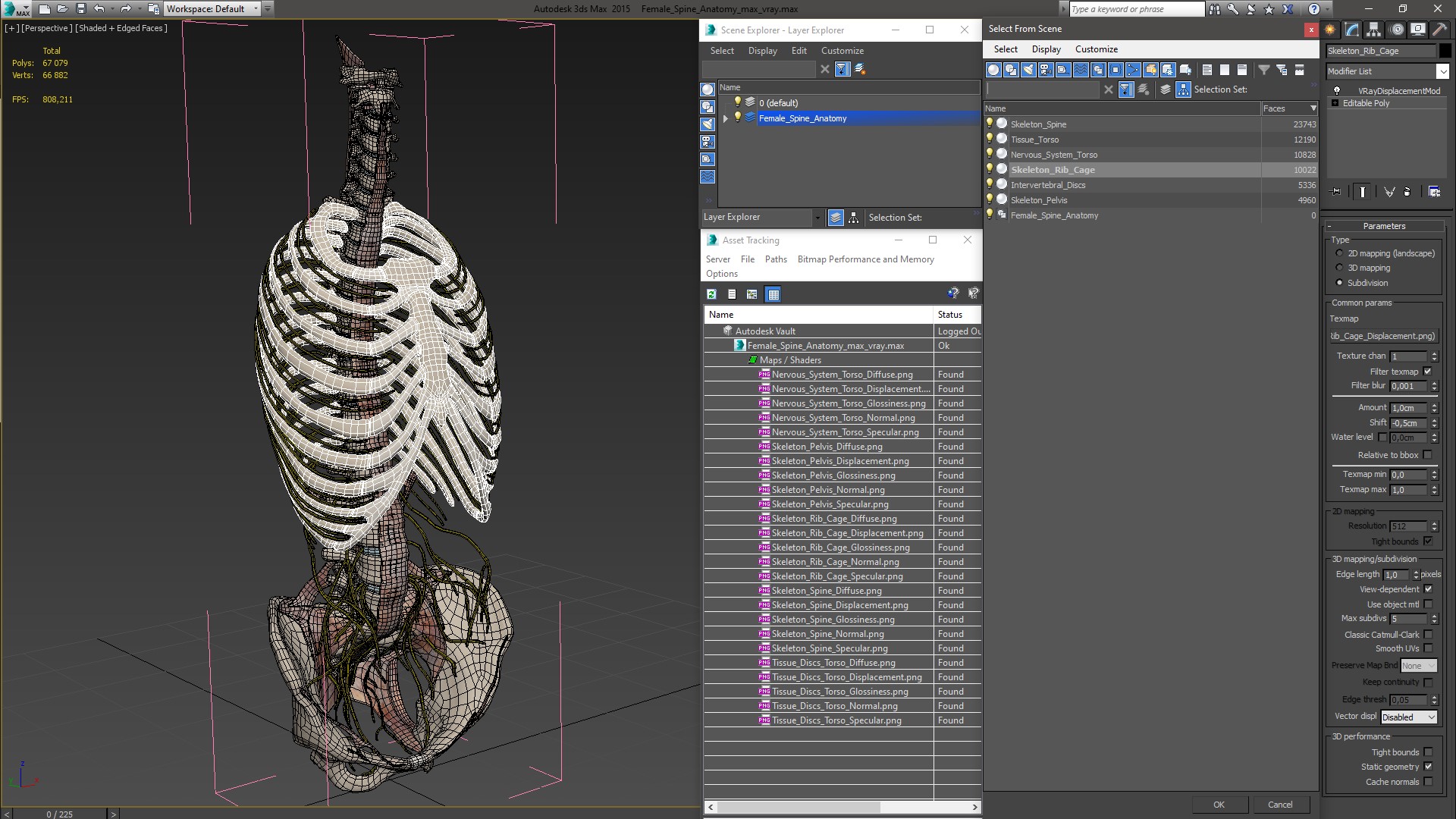 3D model Female Spine Anatomy
