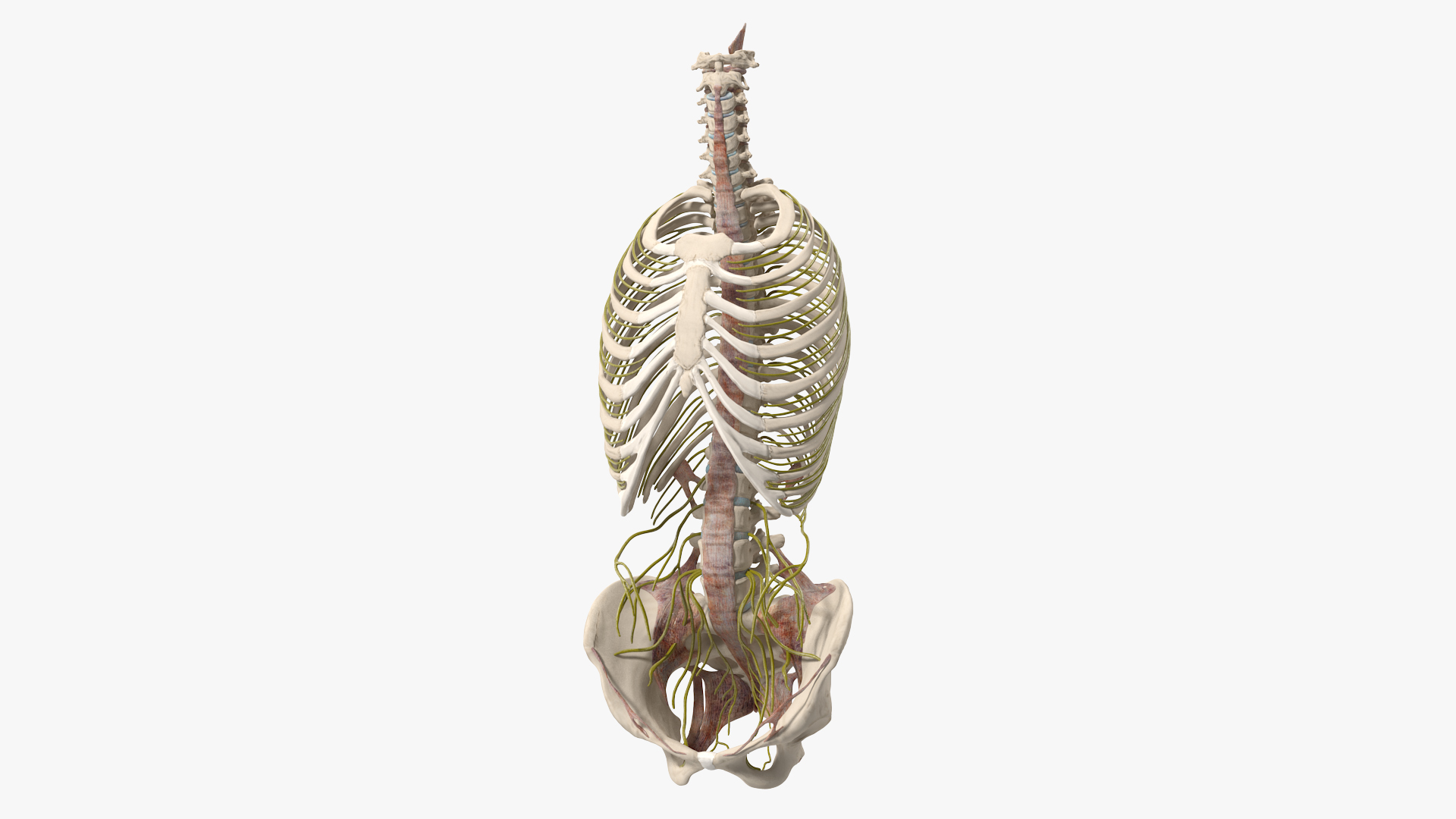 3D model Female Spine Anatomy