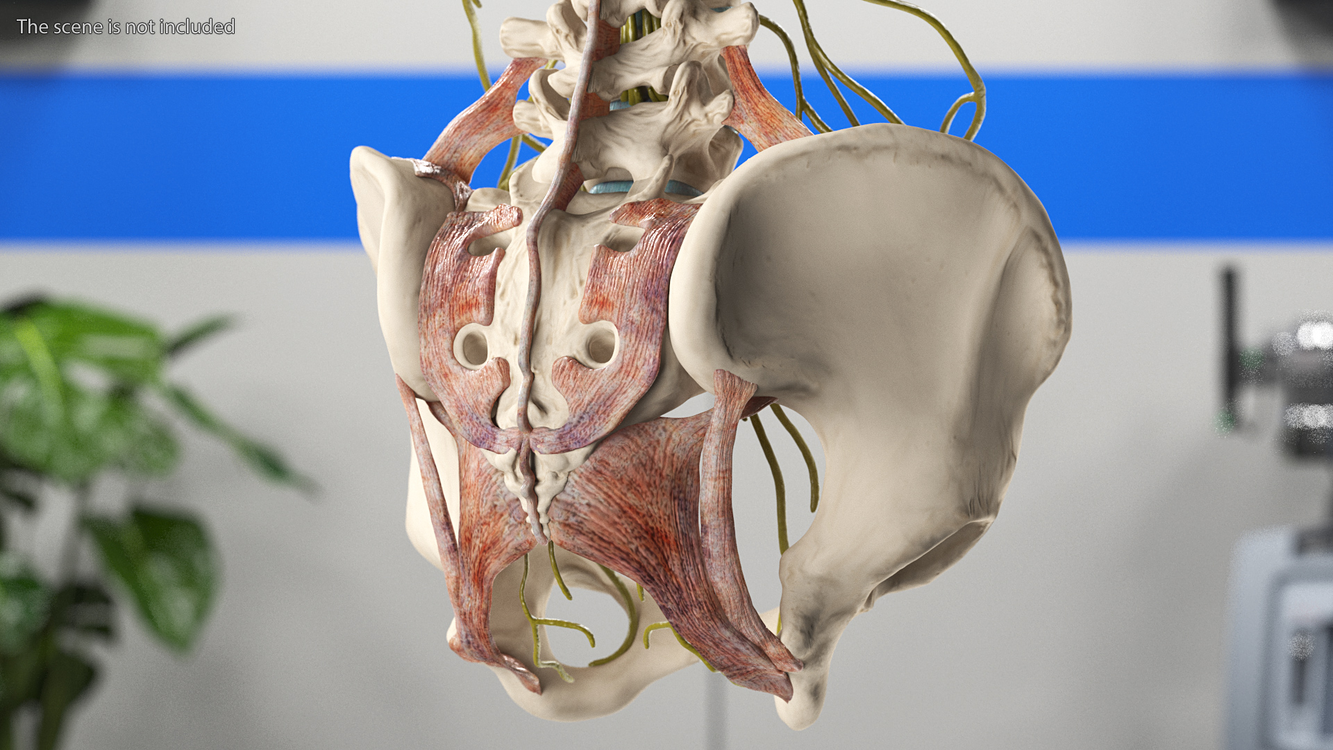 3D model Female Spine Anatomy