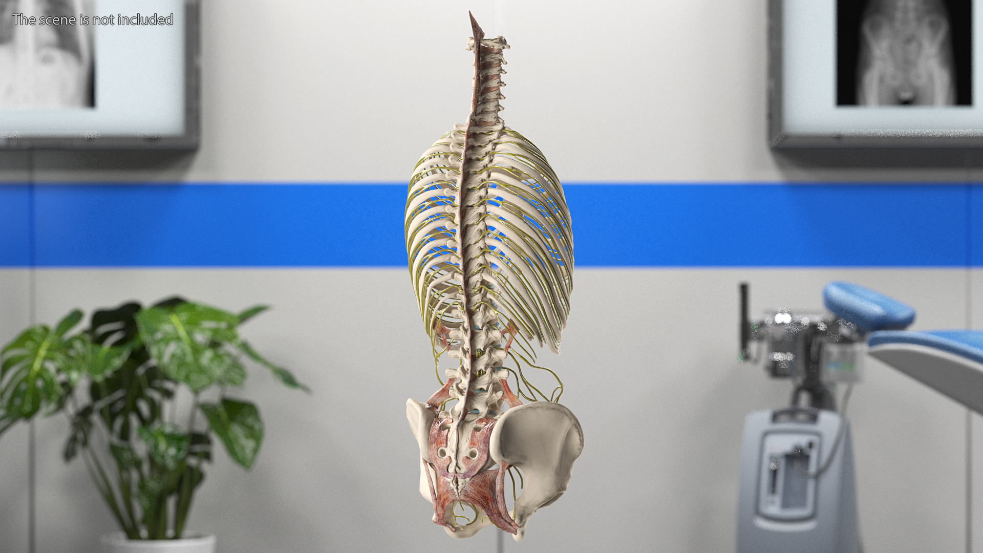 3D model Female Spine Anatomy