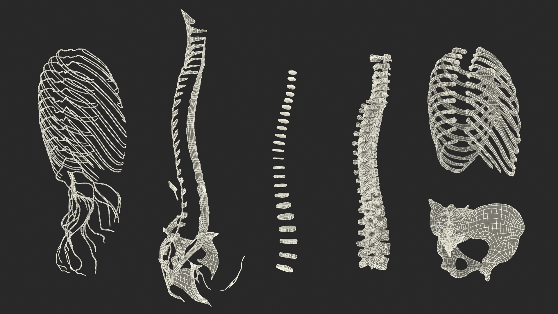3D model Female Spine Anatomy
