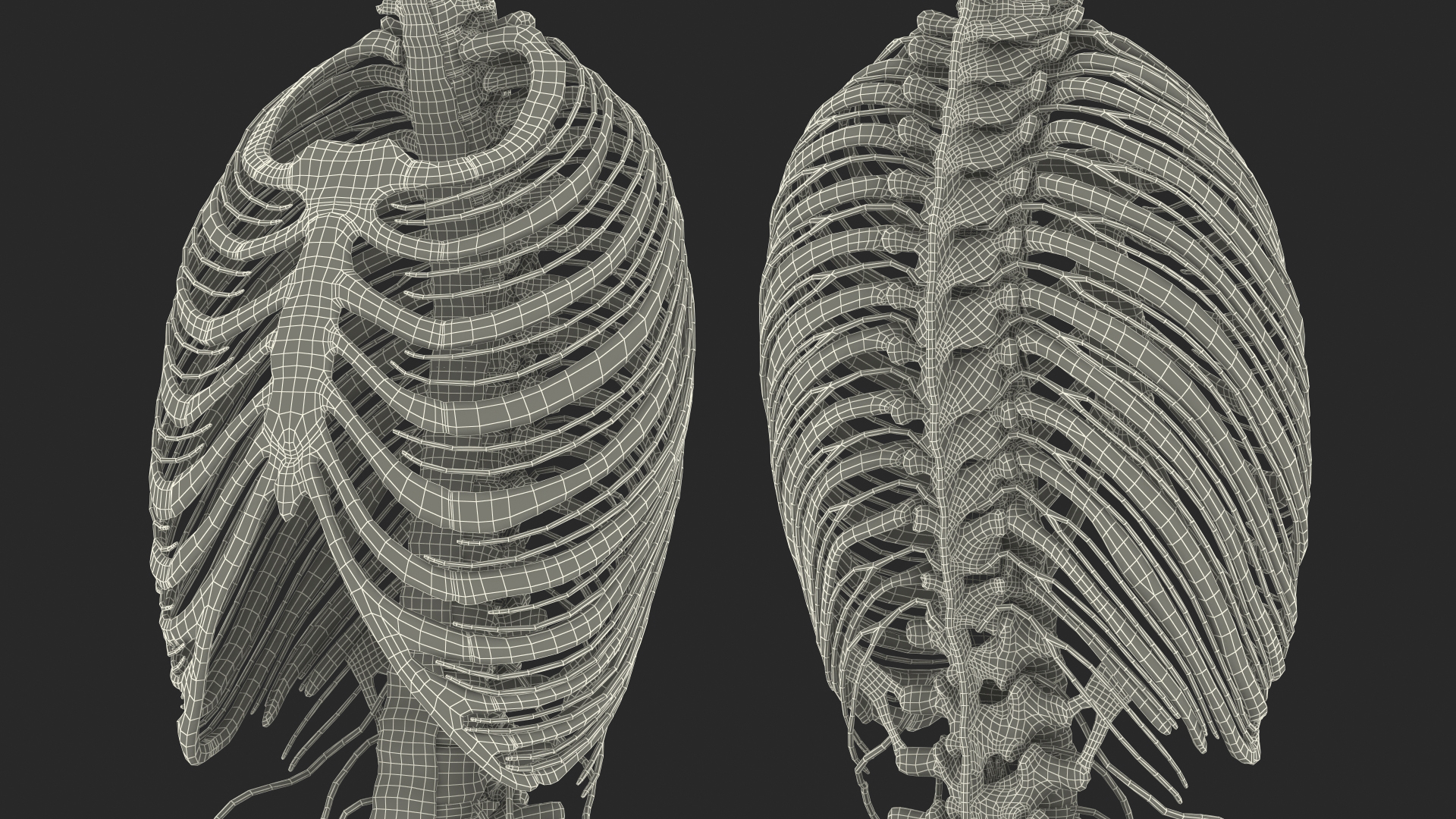 3D model Female Spine Anatomy