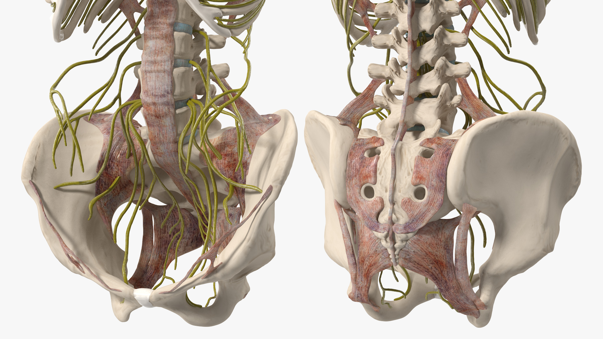 3D model Female Spine Anatomy