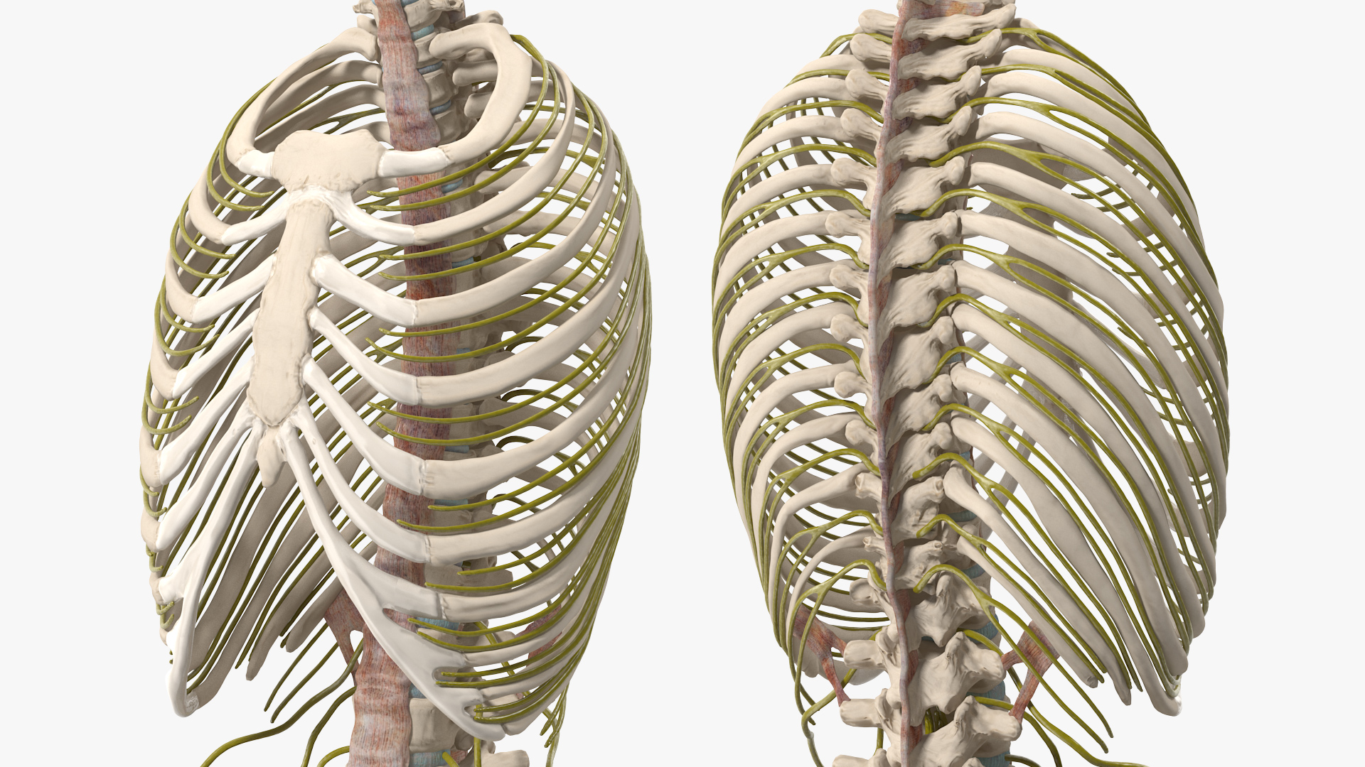 3D model Female Spine Anatomy