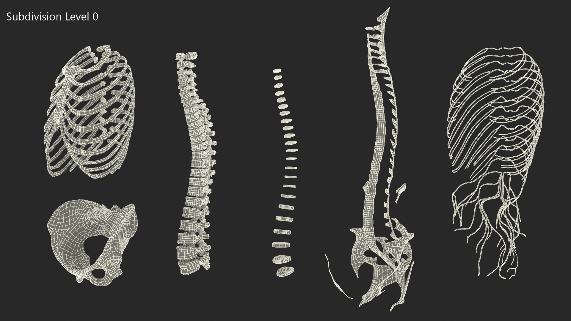 3D model Female Spine Anatomy