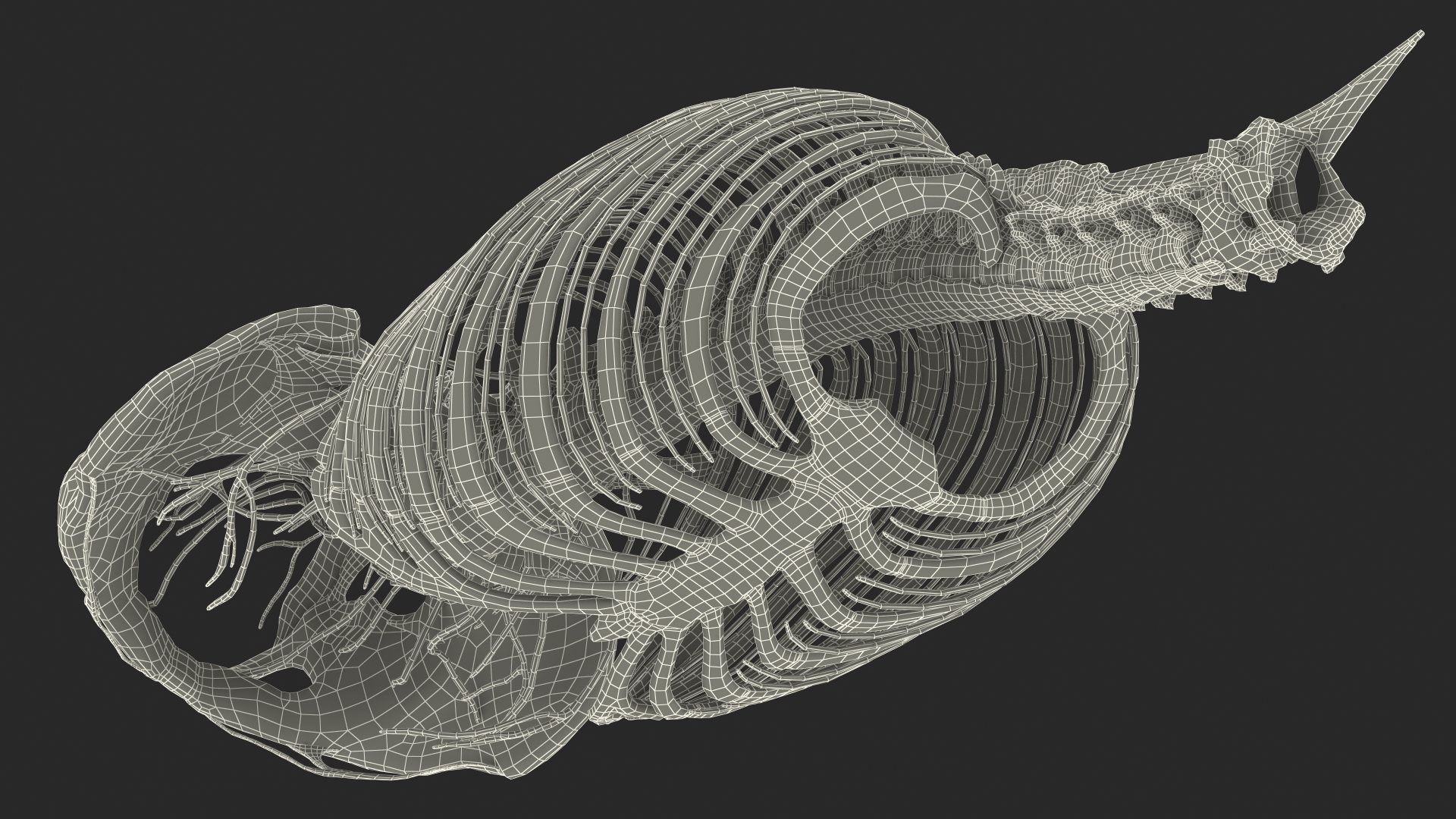 3D model Female Spine Anatomy