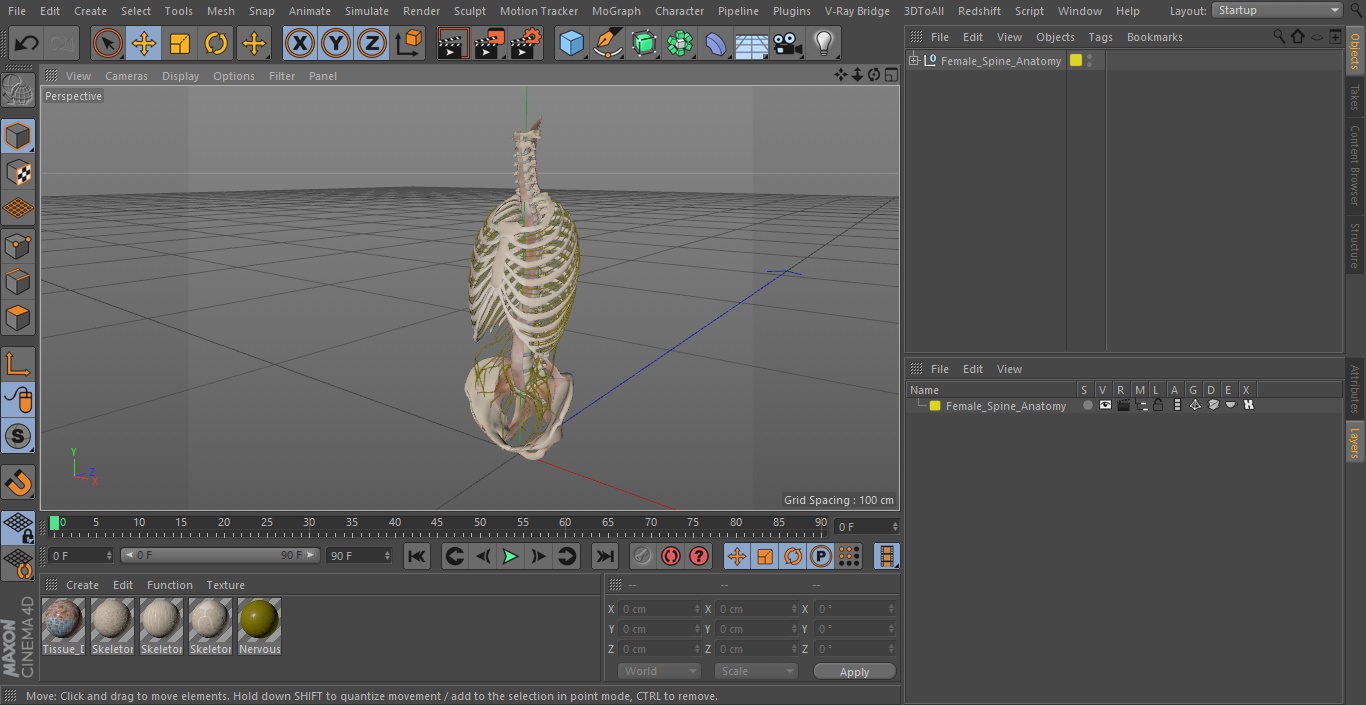 3D model Female Spine Anatomy
