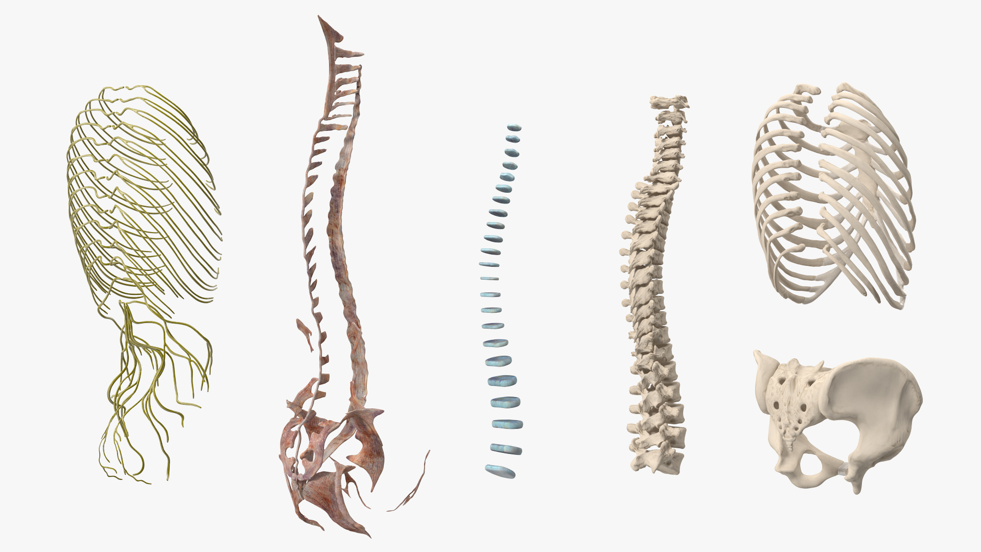 3D model Female Spine Anatomy