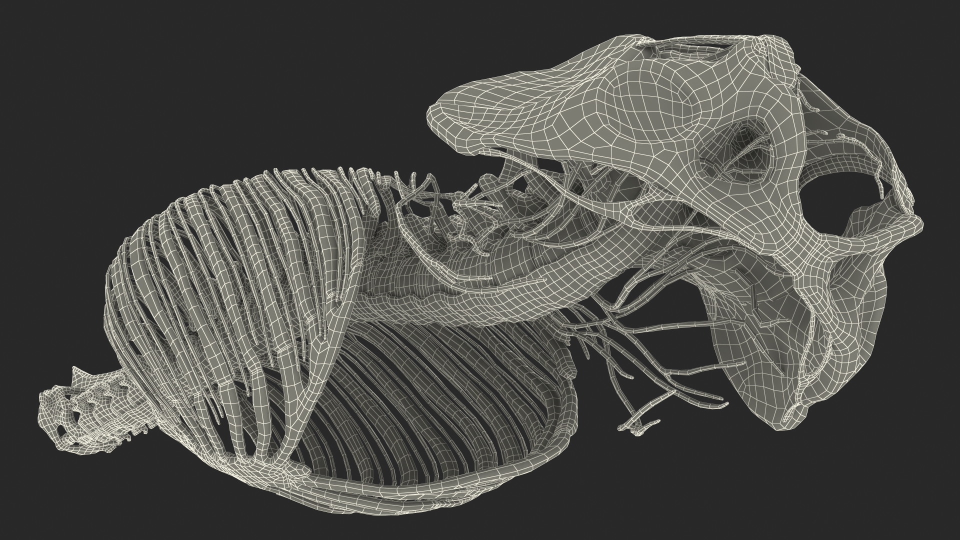 3D model Female Spine Anatomy
