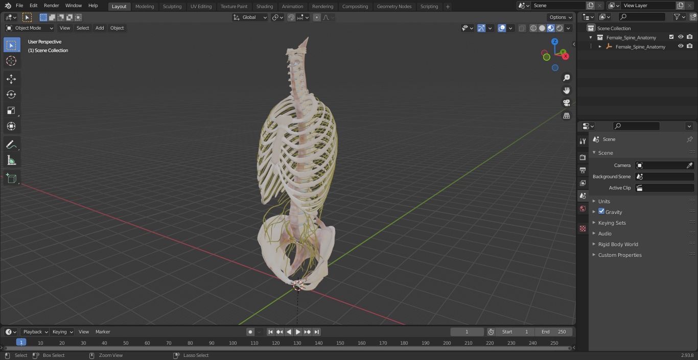 3D model Female Spine Anatomy