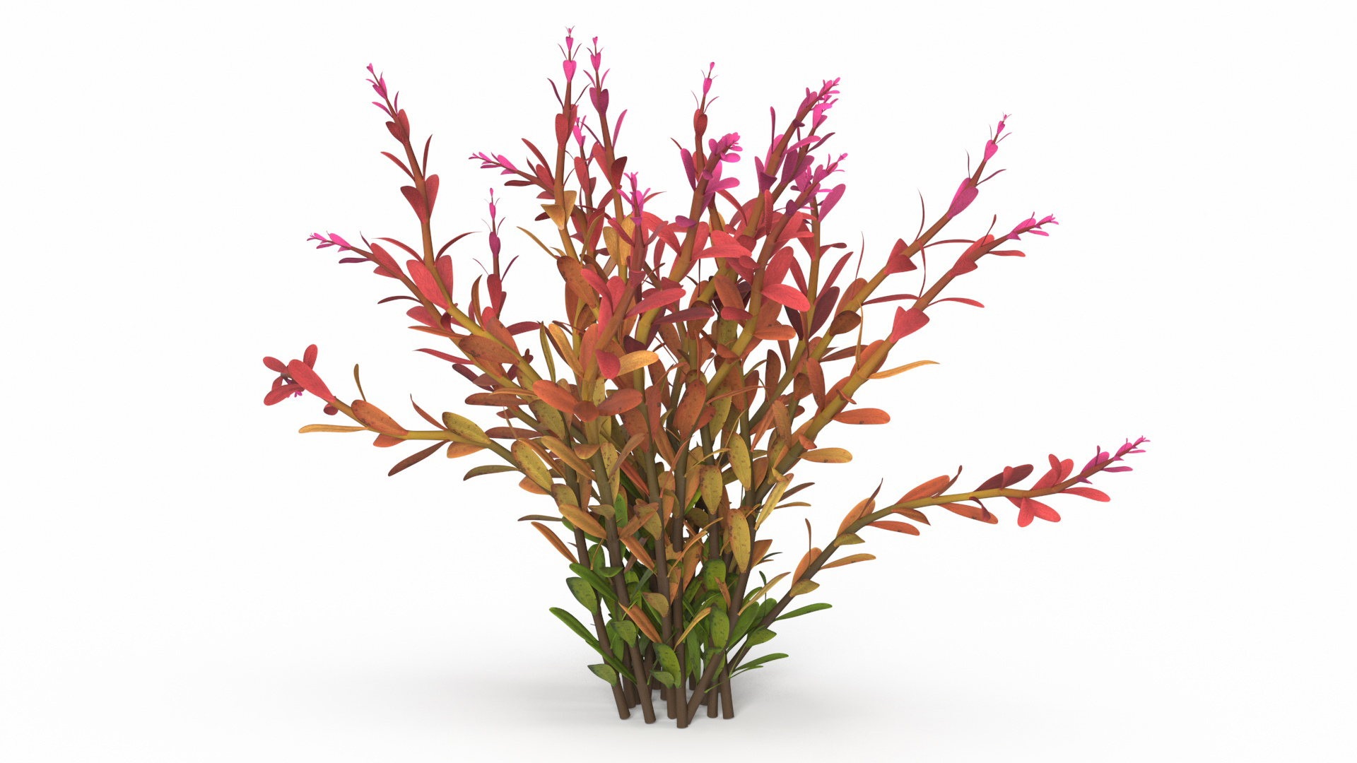 Rotala Aquatic Plant Orange 3D