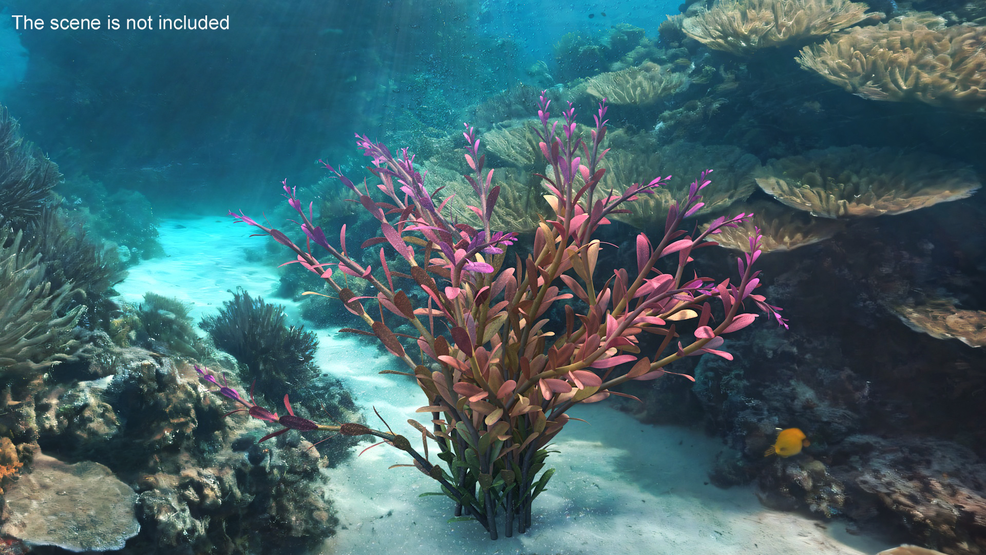 Rotala Aquatic Plant Orange 3D