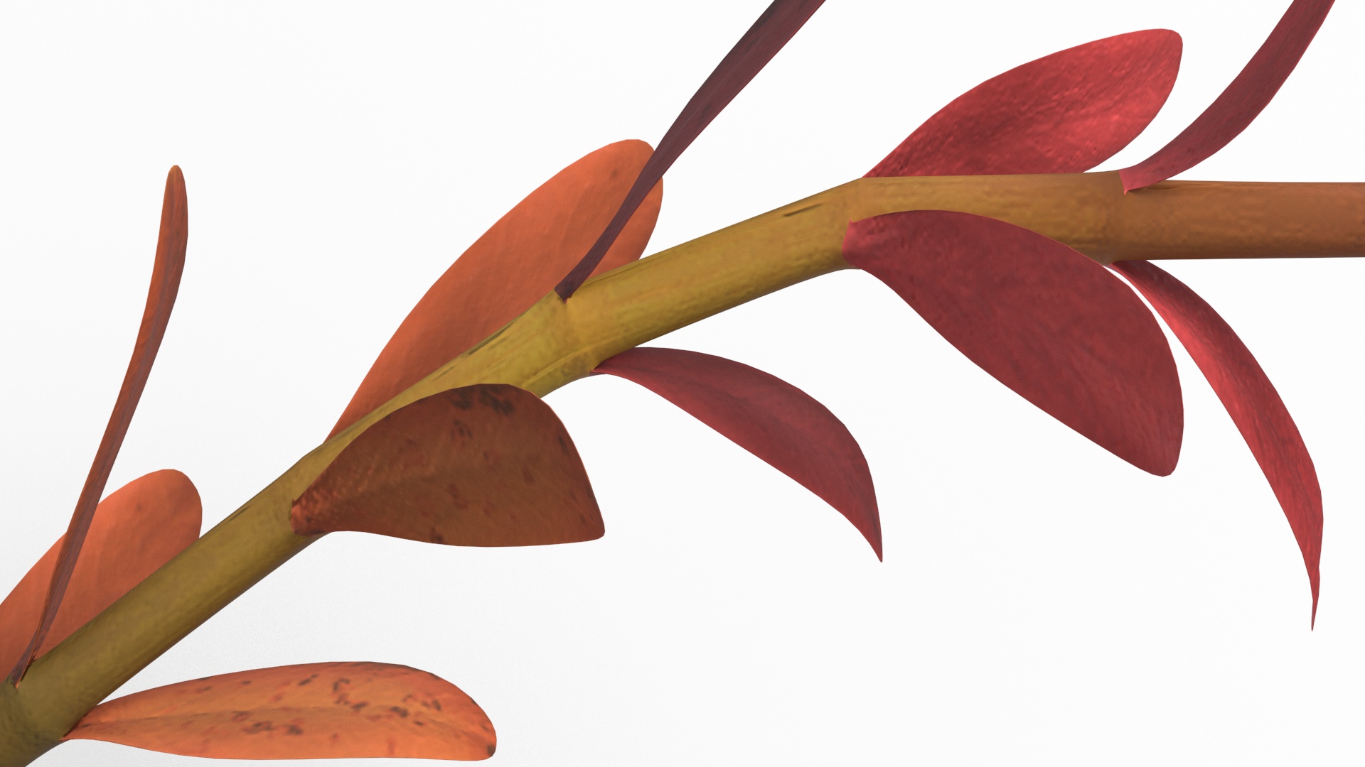 Rotala Aquatic Plant Orange 3D