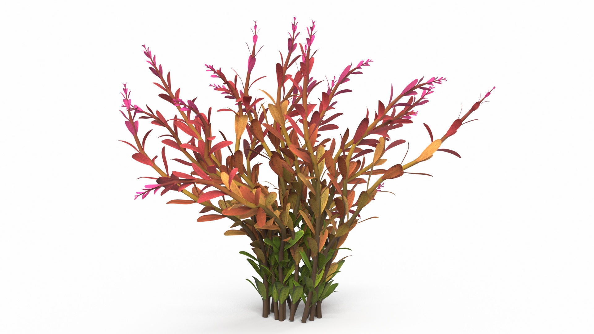 Rotala Aquatic Plant Orange 3D