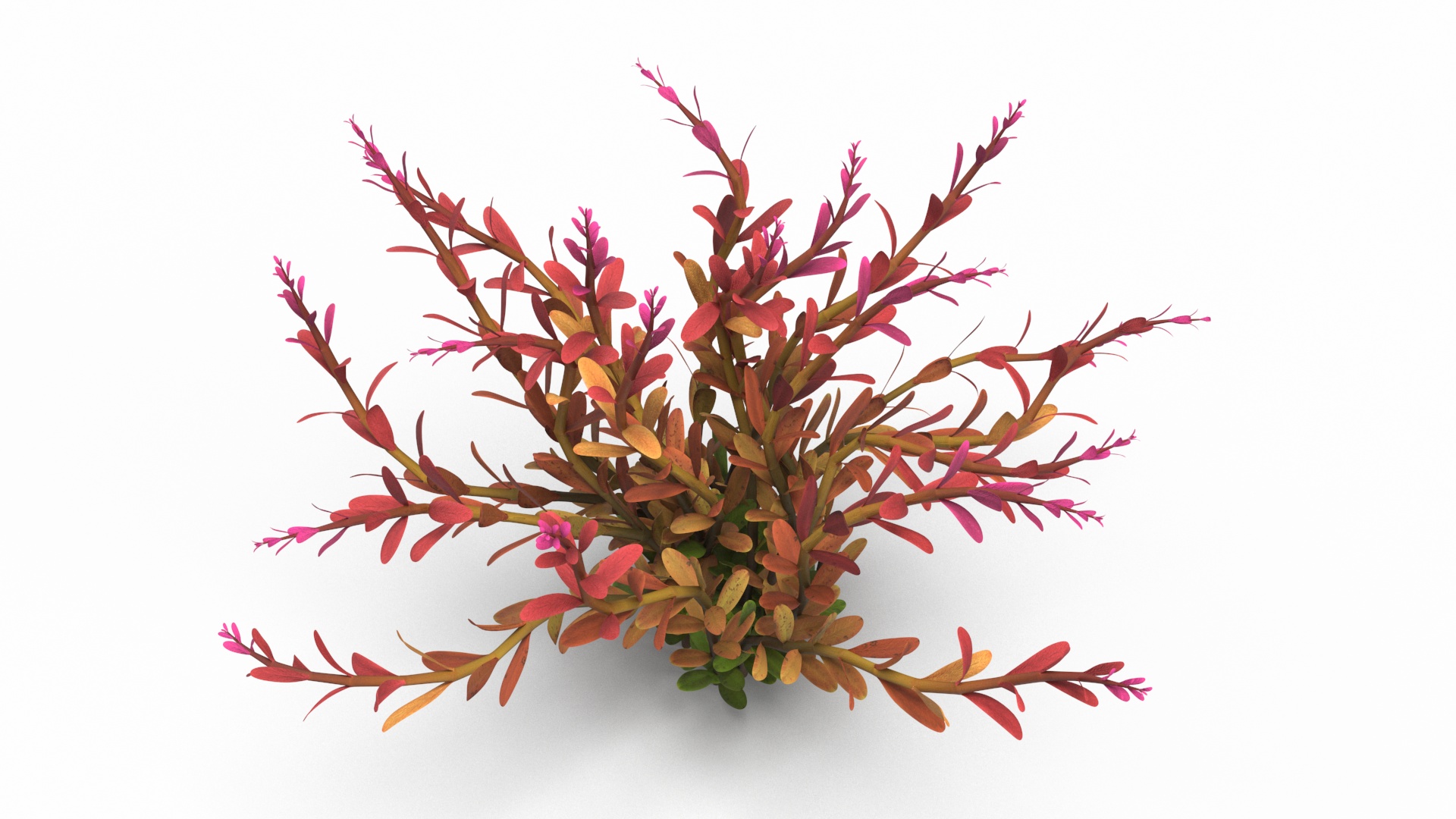 Rotala Aquatic Plant Orange 3D