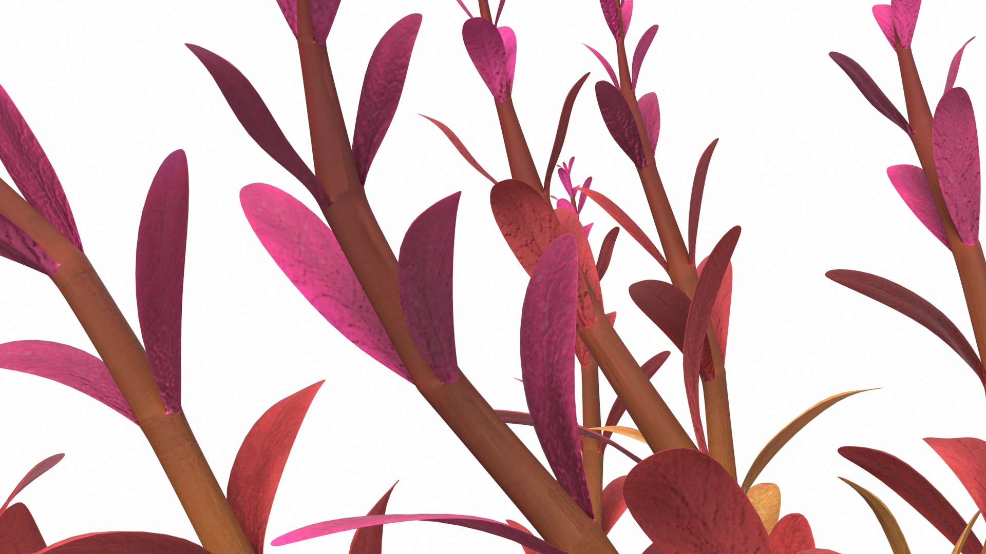 Rotala Aquatic Plant Orange 3D