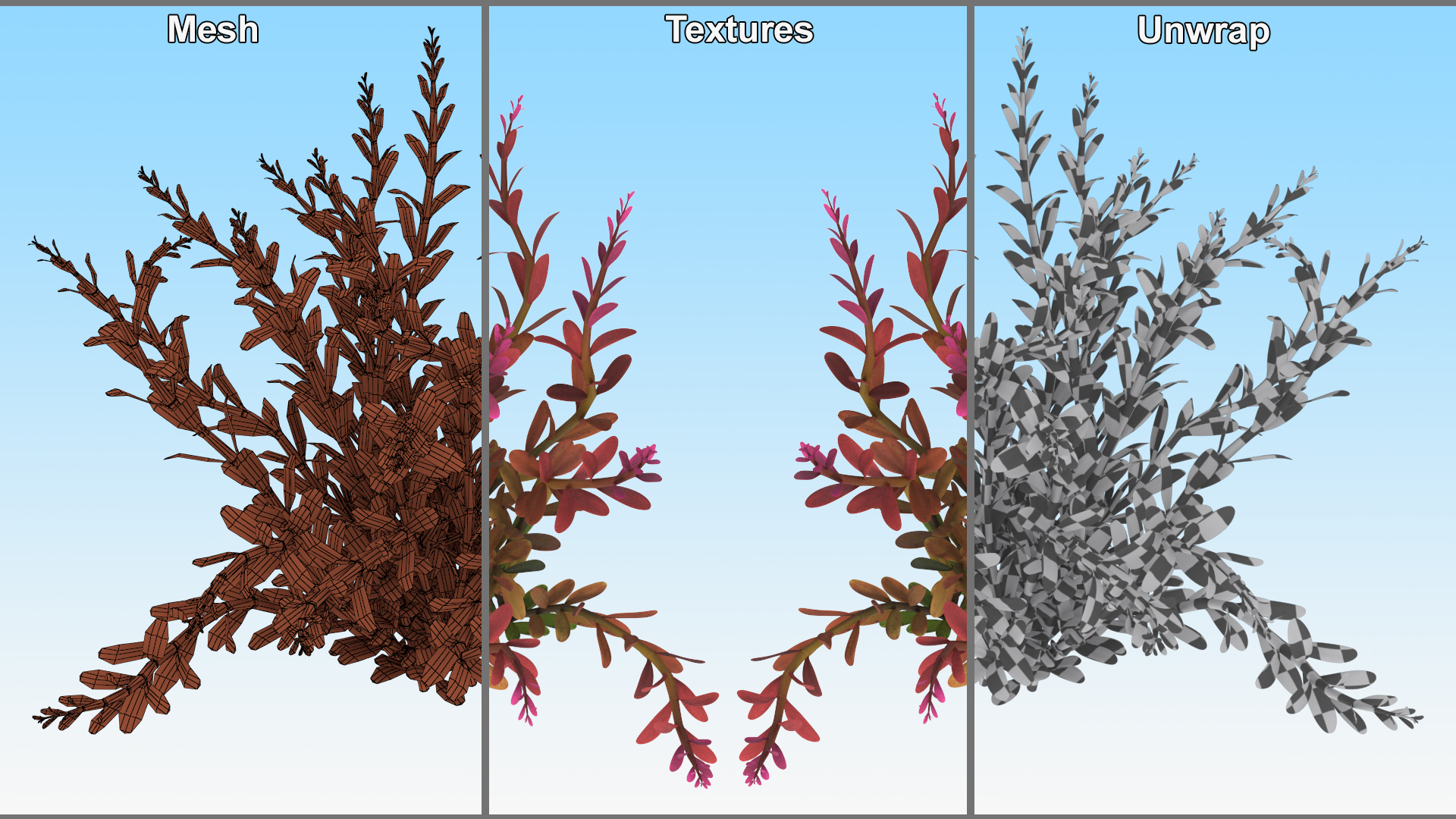 Rotala Aquatic Plant Orange 3D
