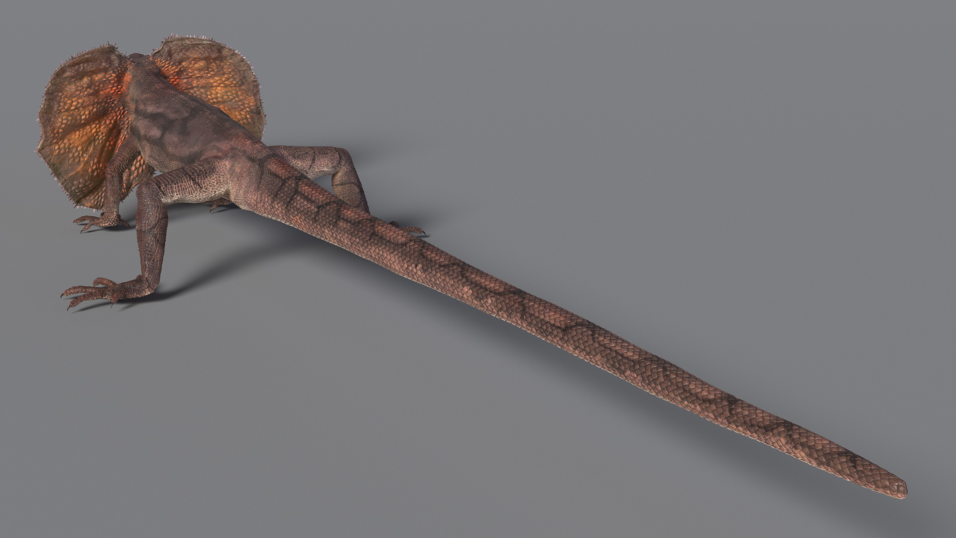 Frilled Lizard 3D model