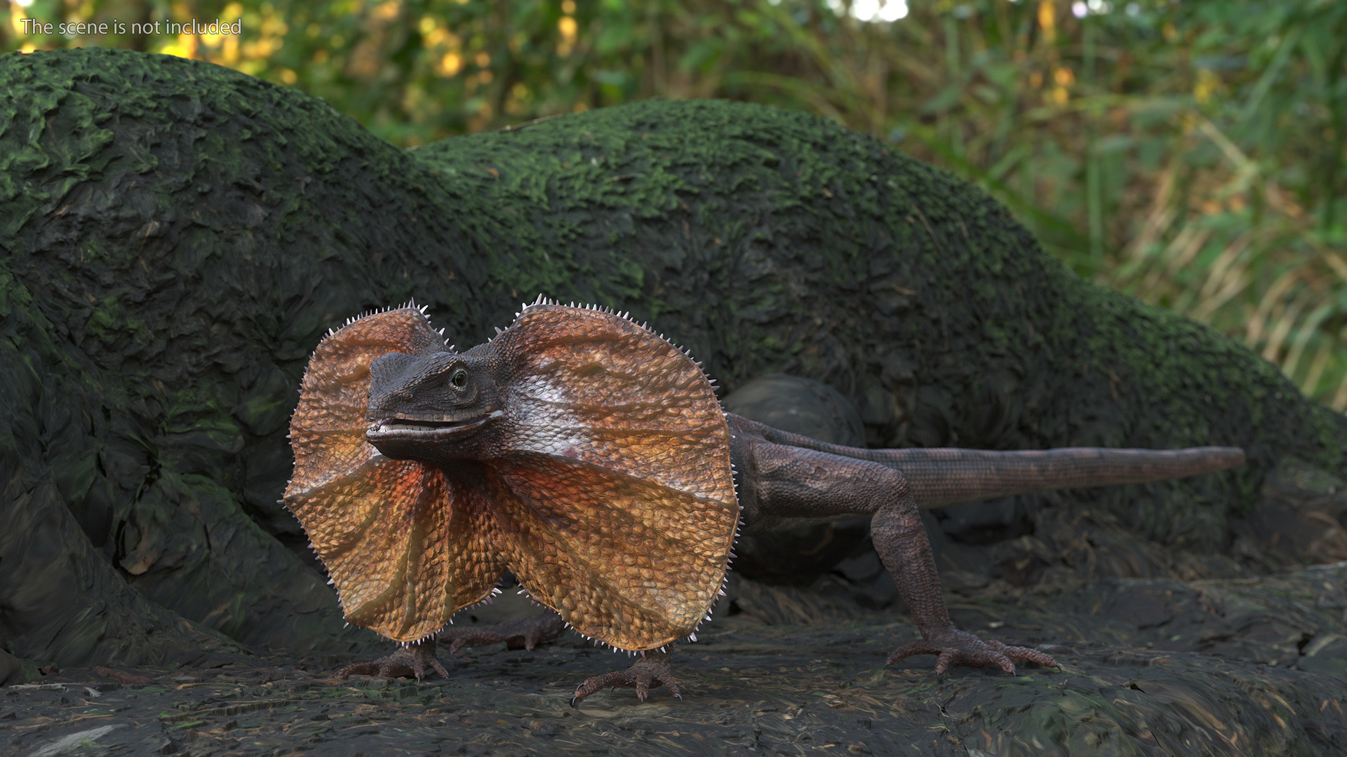 Frilled Lizard 3D model