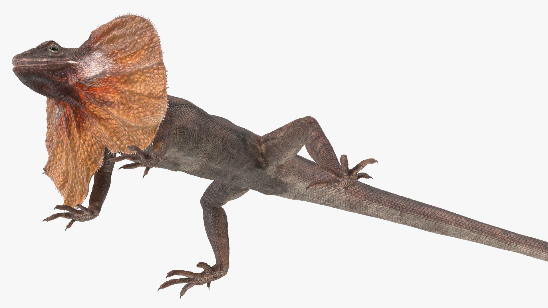 Frilled Lizard 3D model