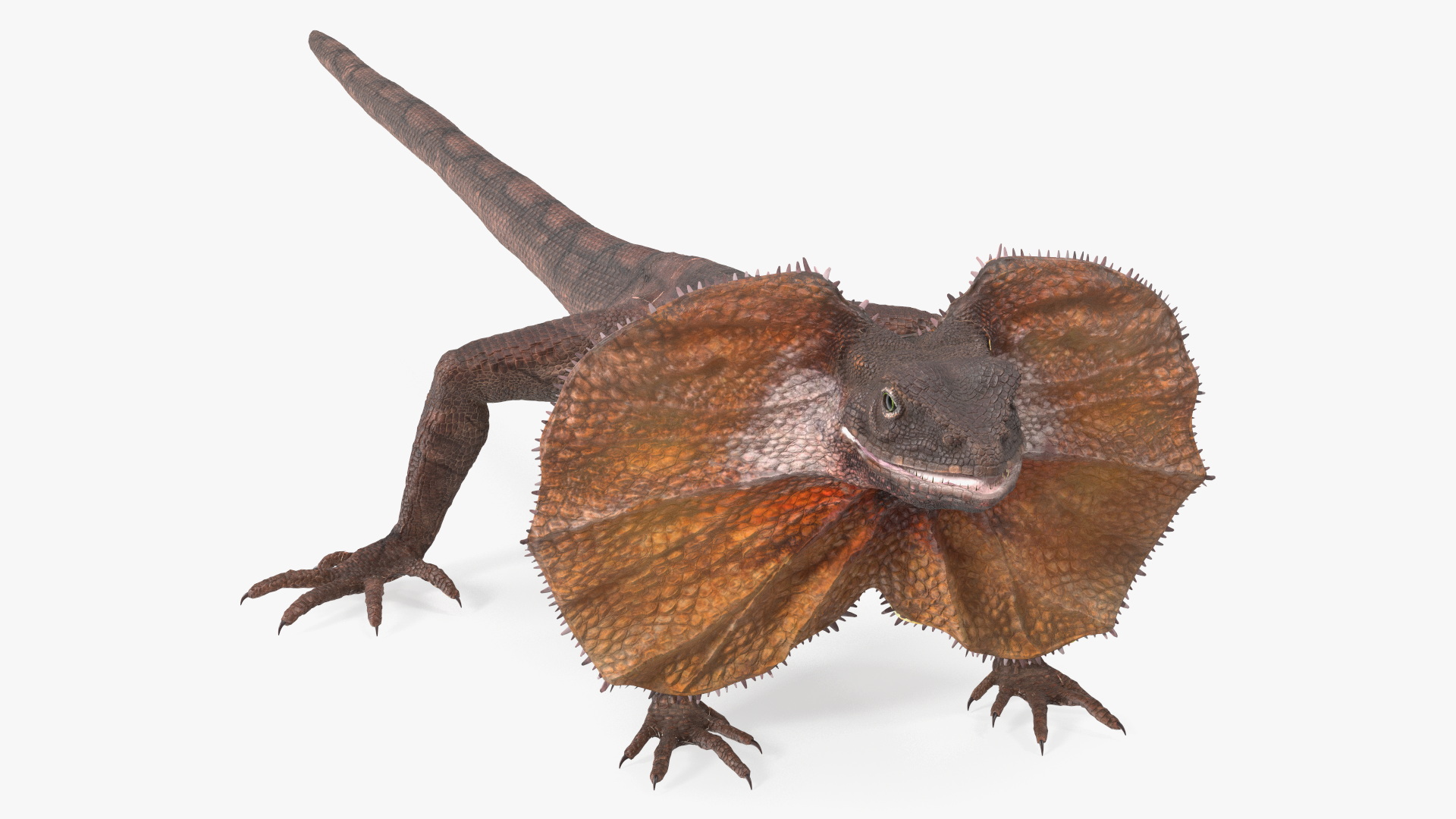 Frilled Lizard 3D model