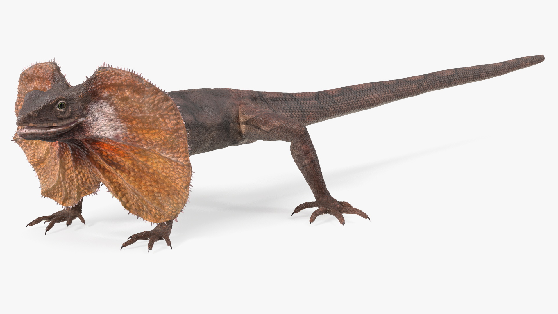 Frilled Lizard 3D model