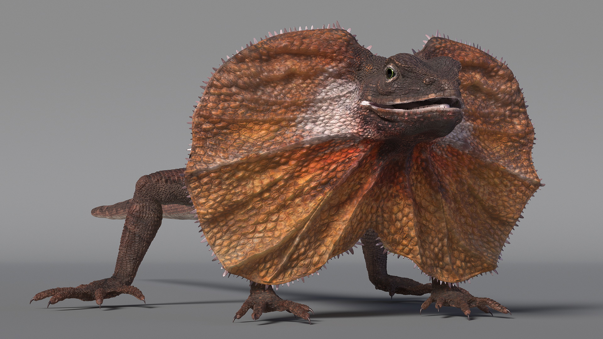 Frilled Lizard 3D model
