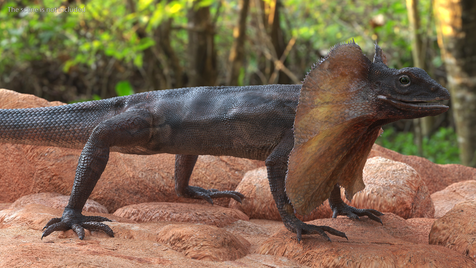 Frilled Lizard 3D model