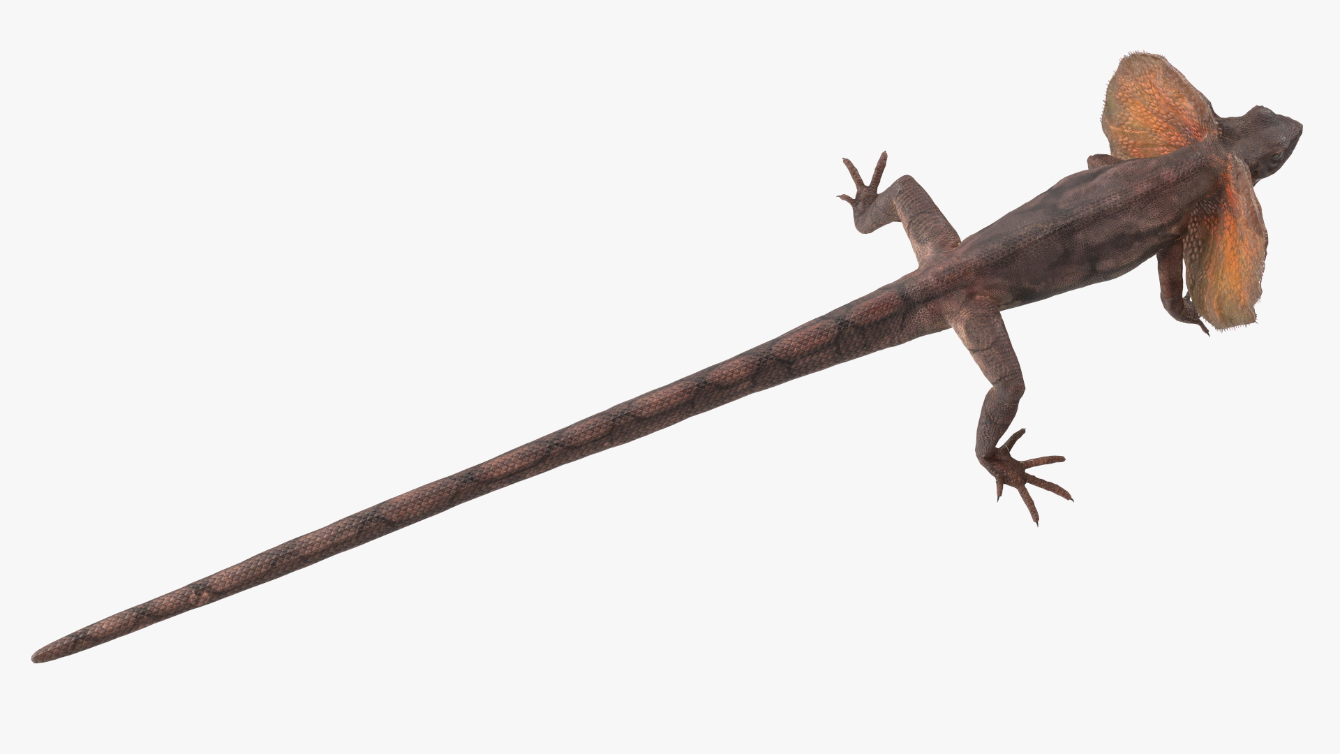 Frilled Lizard 3D model
