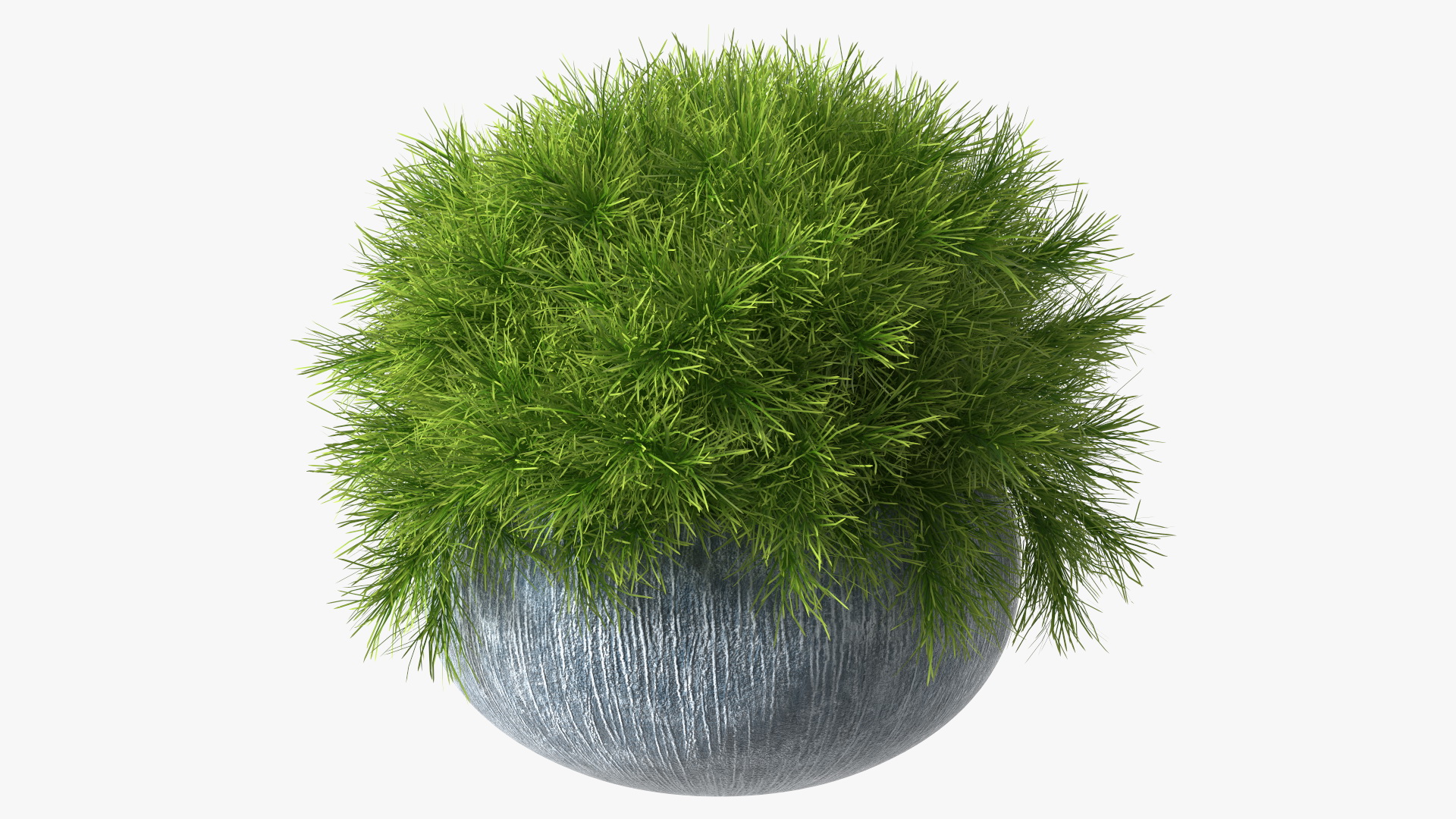 Acacia Cognata Pot Plant 3D model
