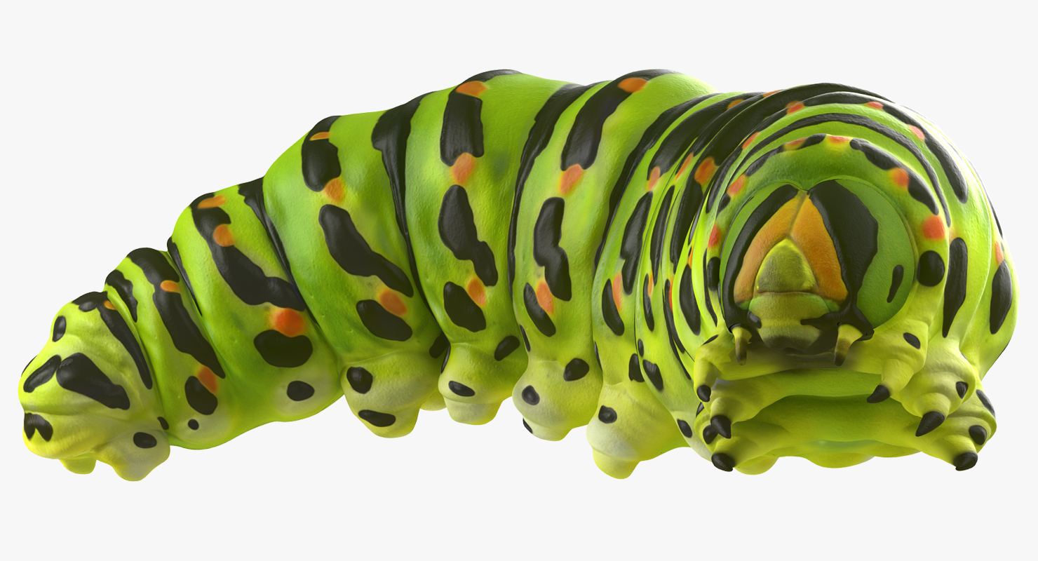 3D Caterpillar Pose 4 model