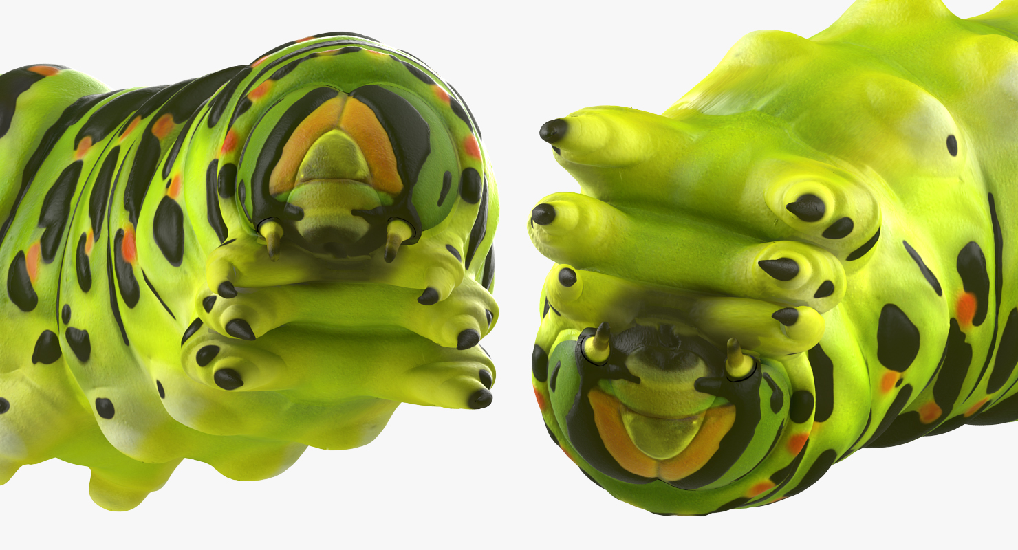3D Caterpillar Pose 4 model
