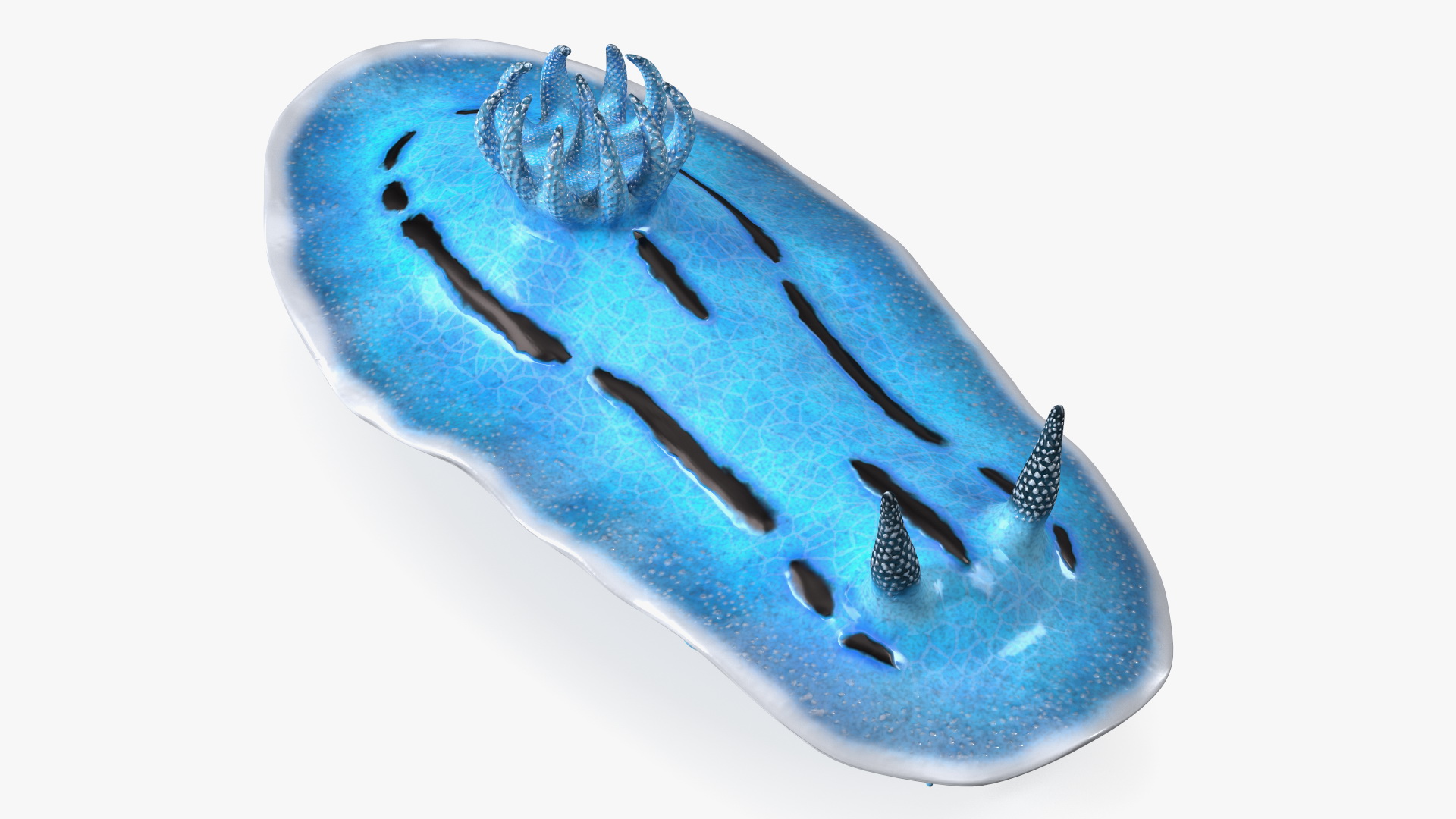 Nudibranchia Blue 3D