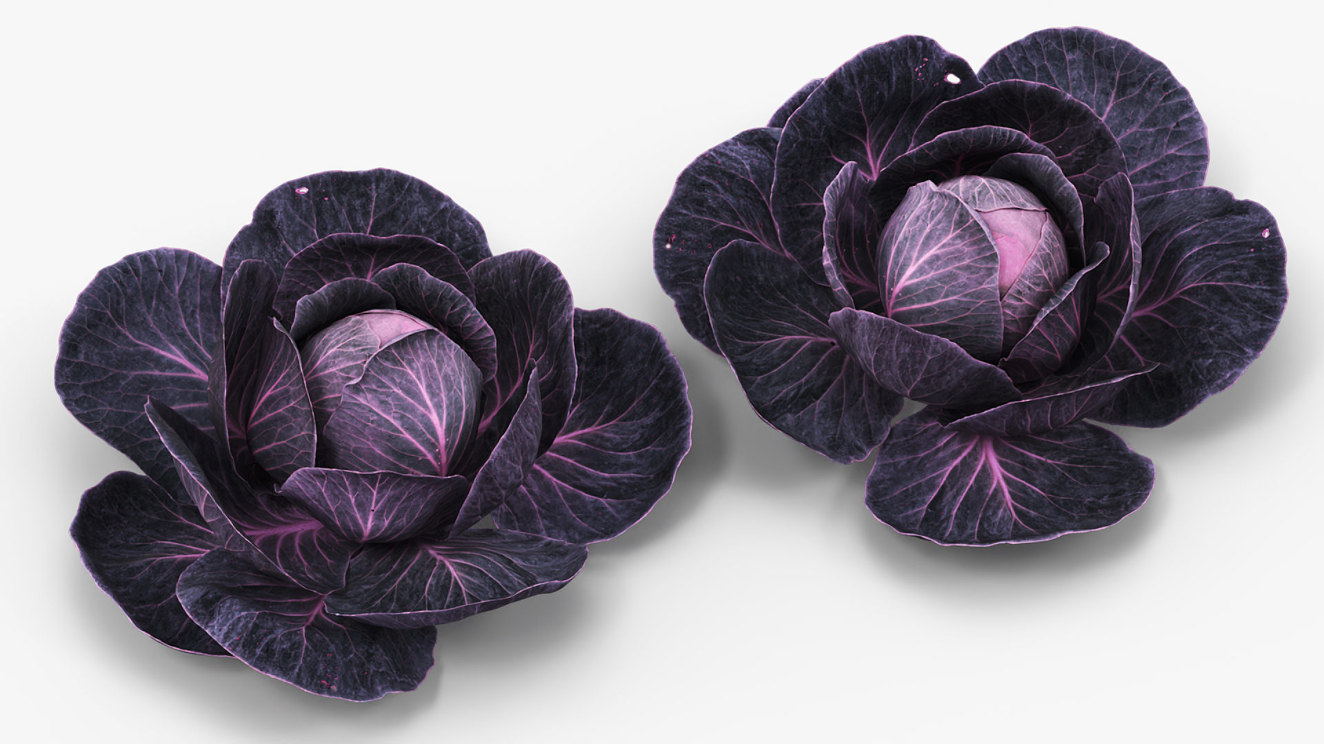 Leafy Cabbage Head Purple Dark - view 2