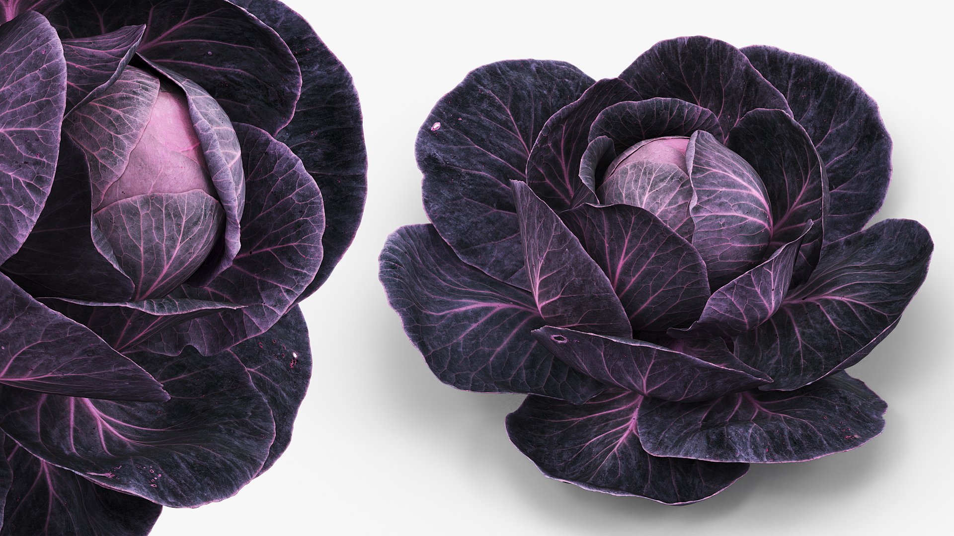 Leafy Cabbage Head Purple Dark - view 3