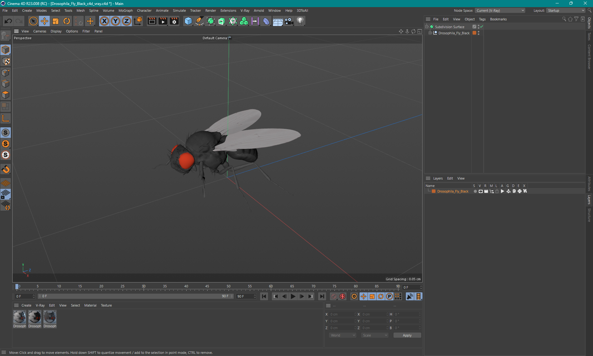 3D model Drosophila Fly Black