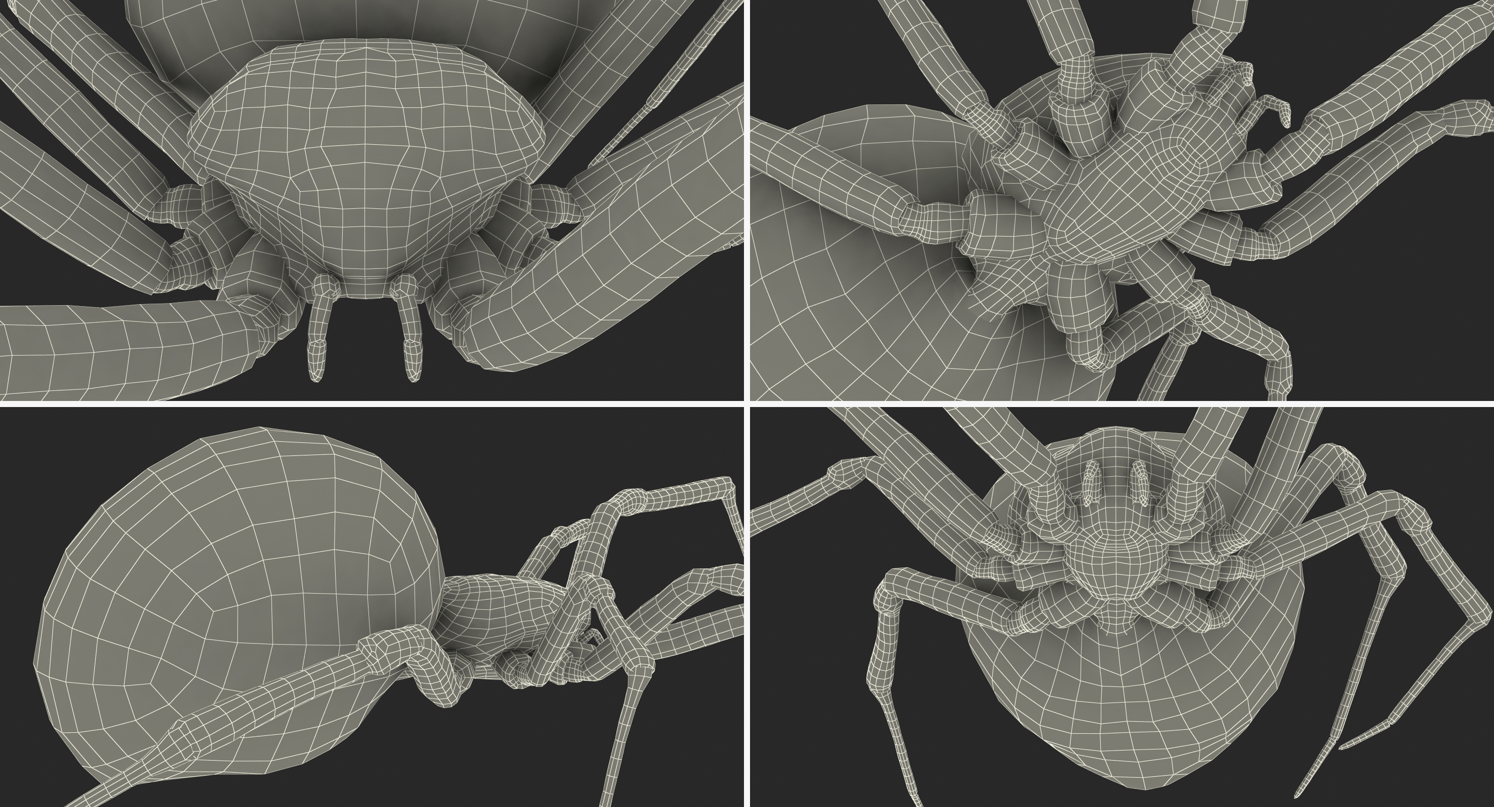 Widow Spider 3D