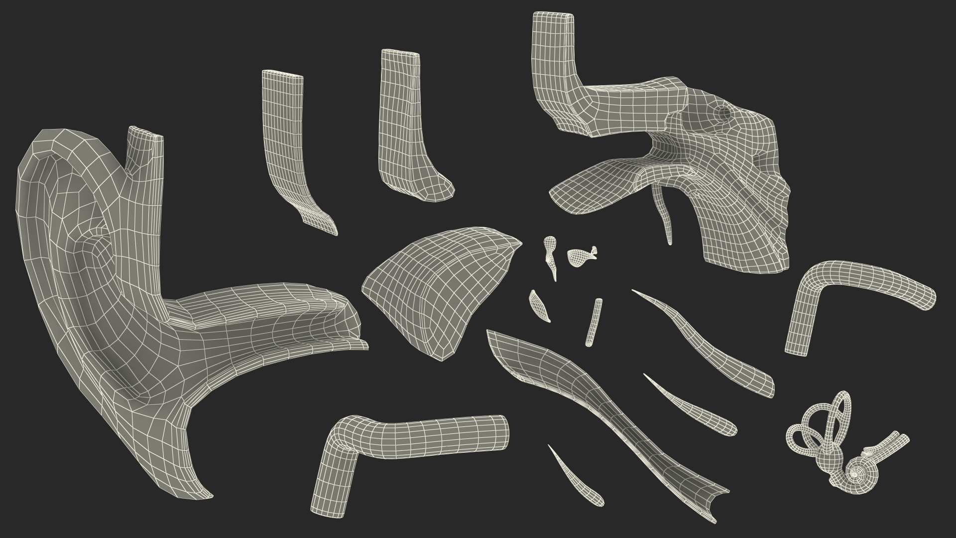 Human Ear Anatomy Structure 3D