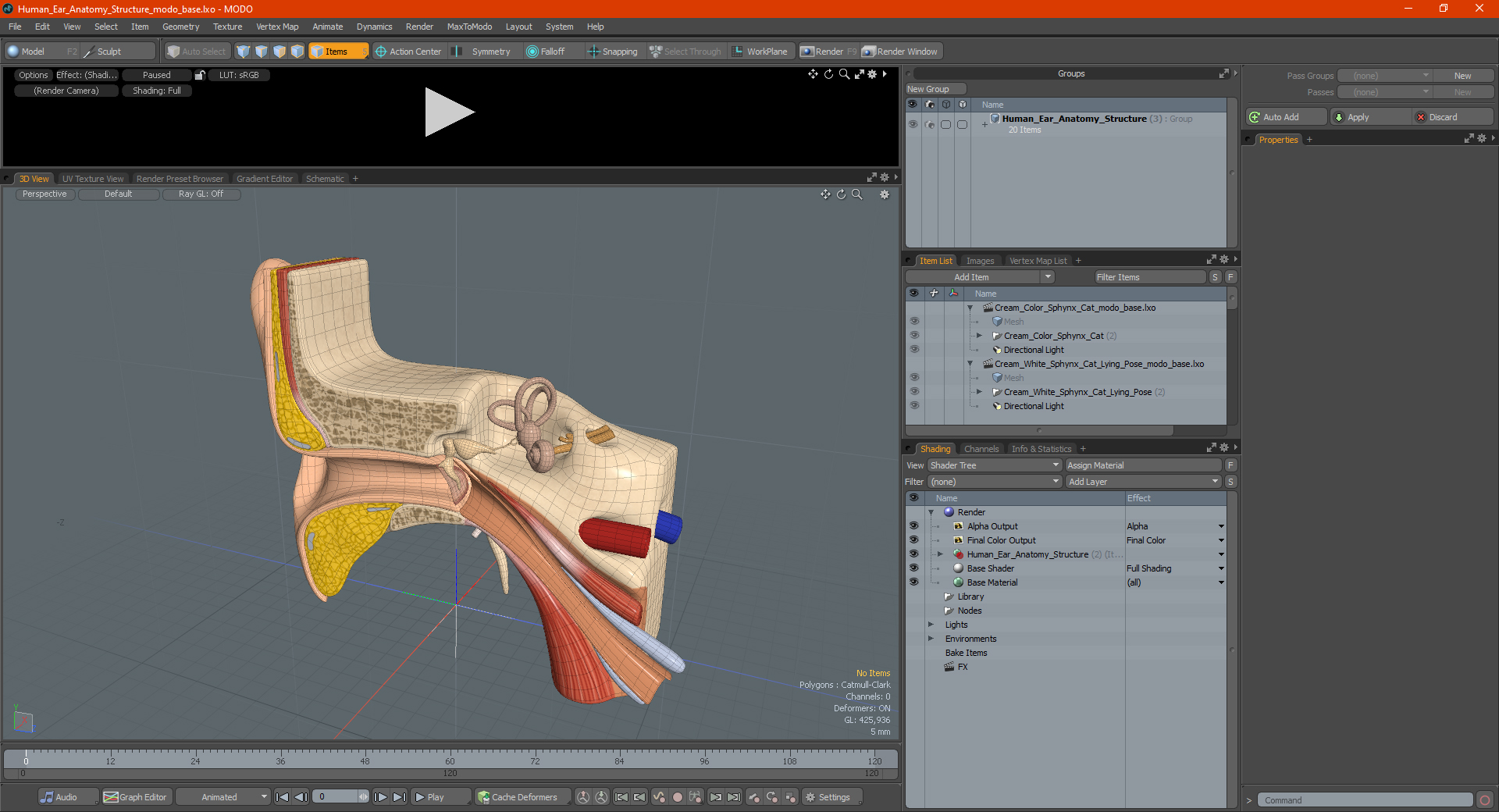 Human Ear Anatomy Structure 3D
