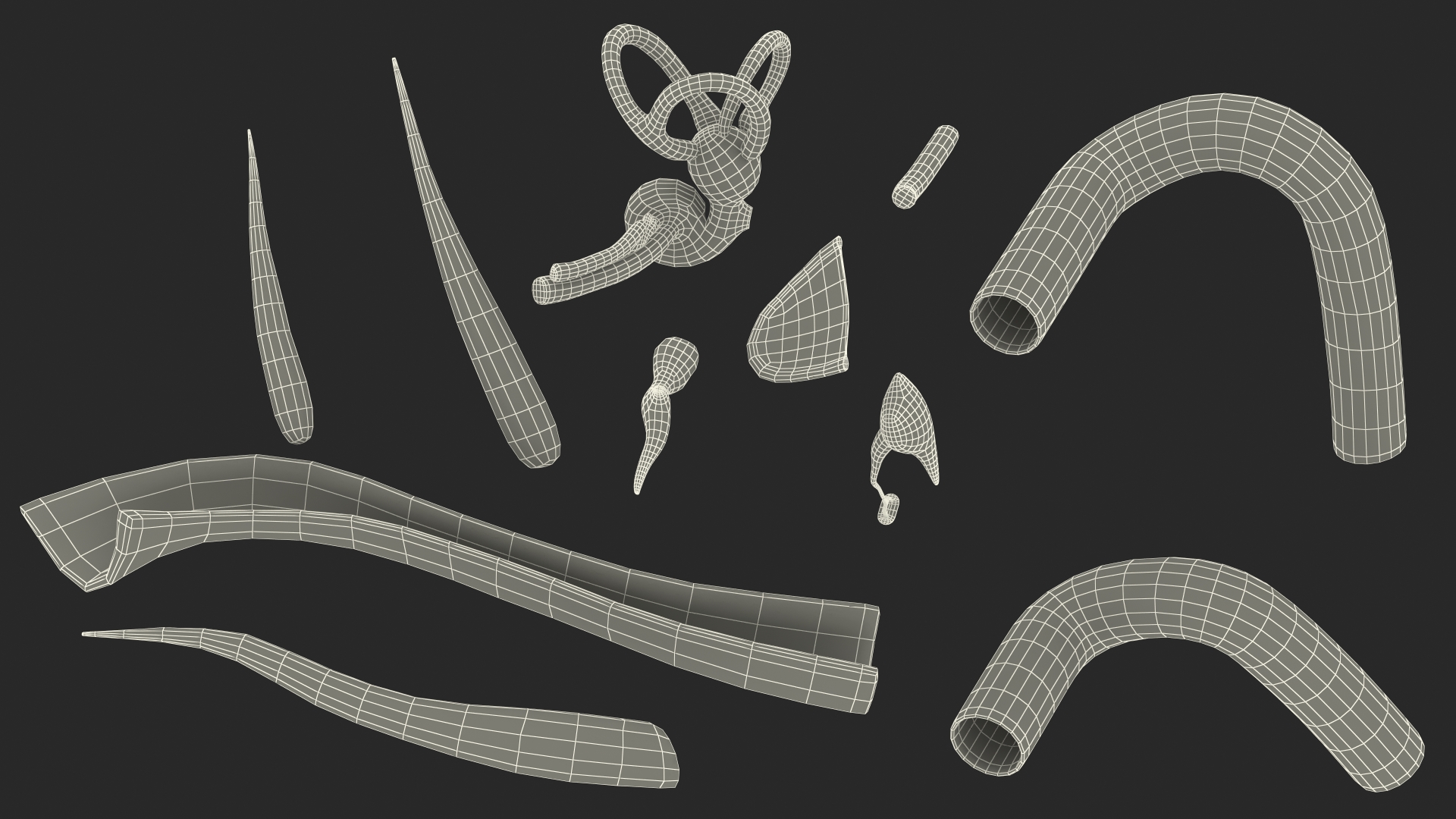 Human Ear Anatomy Structure 3D