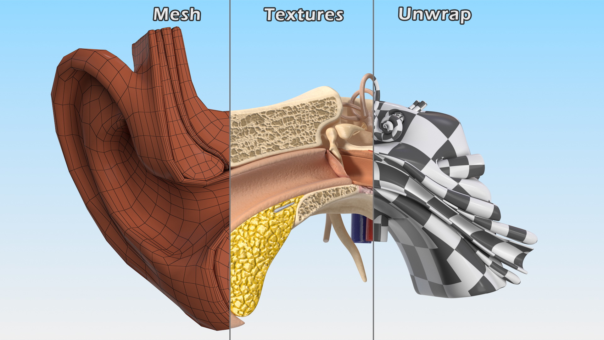 Human Ear Anatomy Structure 3D